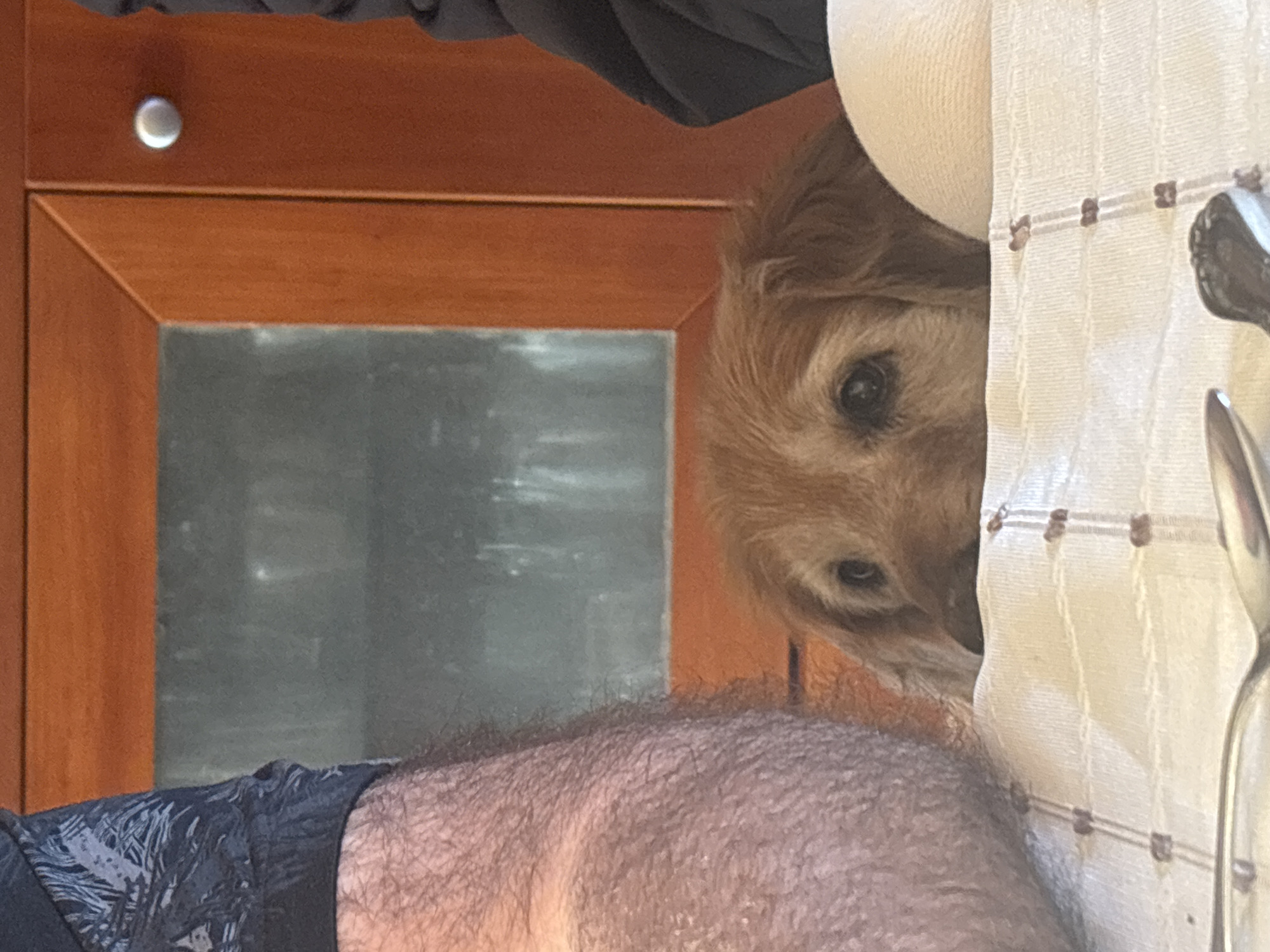 The image depicts the head of a light brown dog peering out from behind a white patterned fabric, possibly a curtain or tablecloth. To the left, there's a blurred image of a leg with hairy skin. In the background, a wooden cabinet with a grey panel is visible. The environment suggests an indoor setting, most likely a kitchen or dining area. The location of San Bernardino Tlaxcalancingo, Mexico is not discernible from the image, as there are no elements specific to that location visible in the picture.