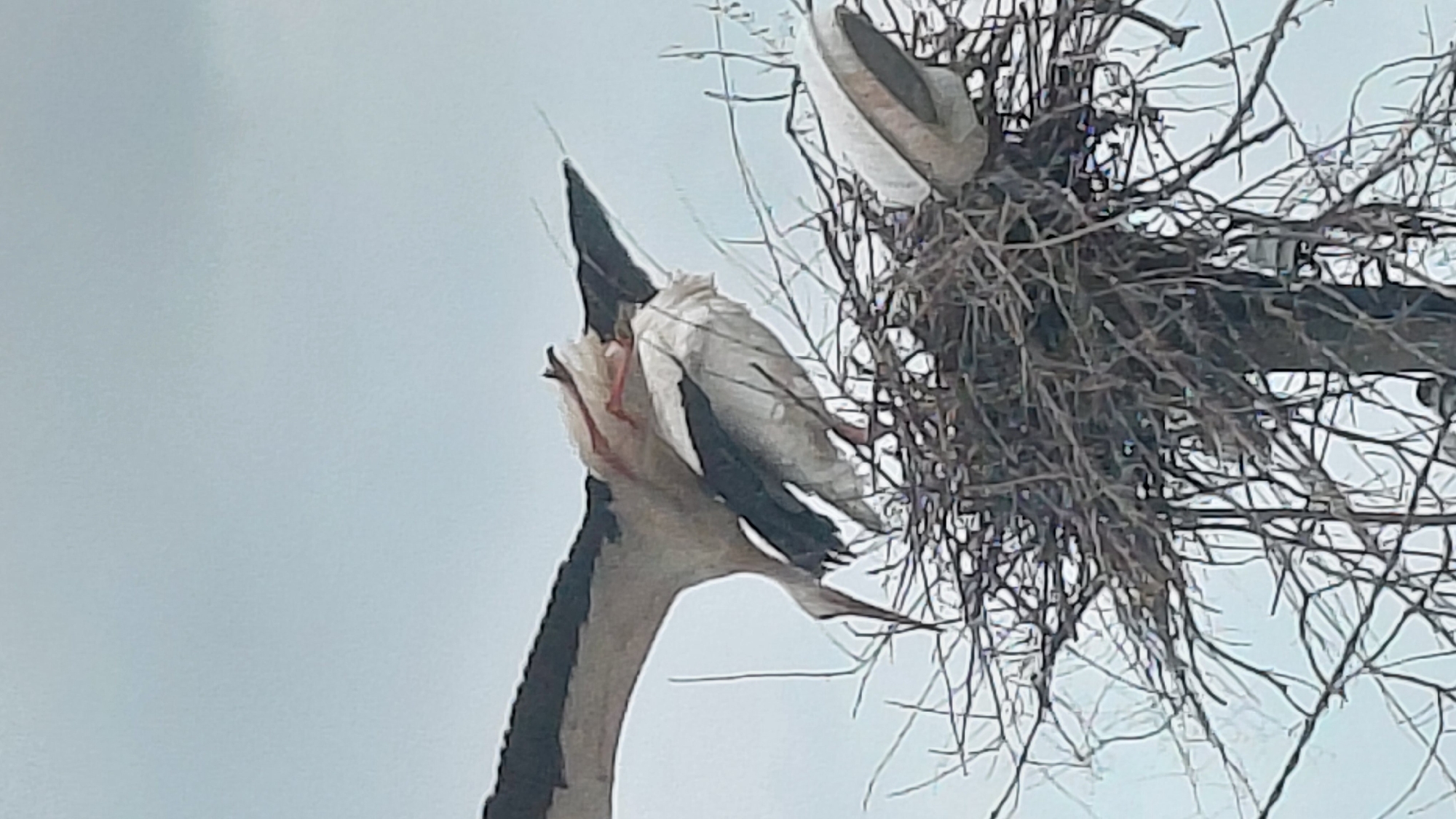 An image captures a scene featuring two large birds and a substantial nest against an overcast sky. On the left side, a bird, likely a stork or similar large wading bird, is partially visible. It has prominent white and dark (possibly black) feathers, and its long, dark head or beak points upwards. Pinkish-red legs or feet are also visible near its lower body. This bird appears to be perched on or near the edge of a large, intricate nest made of interwoven sticks and branches. Another bird, or part of one, is visible within the nest on the right side, appearing to be of similar size and coloration, though less distinct. The sky, serving as the background, is a uniform light grey, indicating an overcast daytime. There are no discernible location cues beyond the nest structure, suggesting it might be in a tree or on a tall man-made structure. No text is visible in the image.
