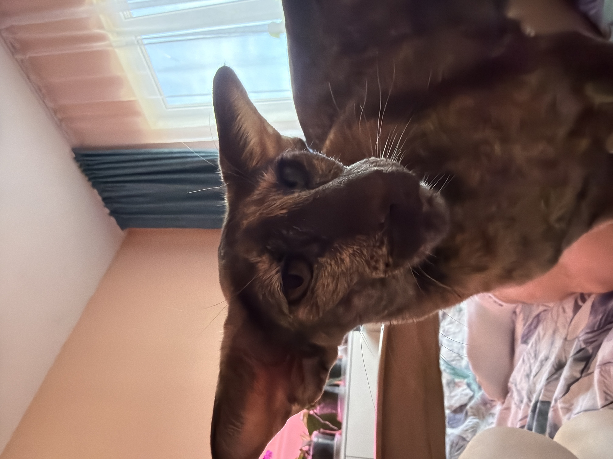 An intimate, close-up indoor shot features a domestic cat looking directly down at the camera. The cat, appearing upside down due to the camera's perspective, has short, dark brown fur with subtle tabby markings, large pointed ears, and prominent white whiskers. Its dark eyes are clearly visible, focused on the viewer.
The cat's head fills a significant portion of the frame, suggesting it is looking down from an elevated position, possibly from a person's lap or bed. In the background, a light-colored, possibly peach-toned, sloped ceiling or wall is visible. Below the ceiling, a dark blue or teal pleated blind covers a section of the wall. Above the blind, a bright roof window (skylight) reveals a clear blue sky, indicating daytime. The strong natural light from the window backlights the cat, highlighting its contours.
To the lower right, a blurred pattern of light-colored fabric, likely bedding or clothing, can be seen, along with a hint of a light-skinned hand or arm and some indistinct green foliage or a plant. There is no visible text. The overall impression is one of curiosity or playful interaction between the cat and the person holding the camera.