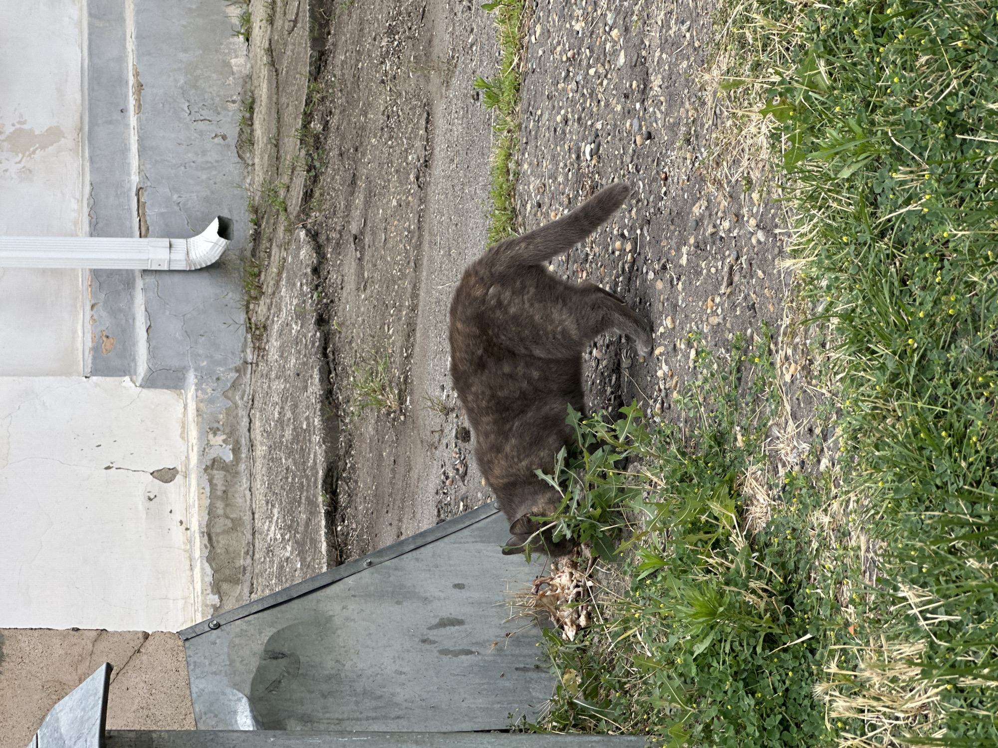 A tabby cat is scavenging food near a metal structure and a building foundation in Stavropol, Russia. The cat is facing away from the camera, with its head down, eating from a pile of what appears to be animal remains or discarded food. The environment consists of cracked concrete, gravel, and patches of green grass and weeds. A white downspout is visible on the side of the building. The scene is outdoors, likely in a residential or communal area.