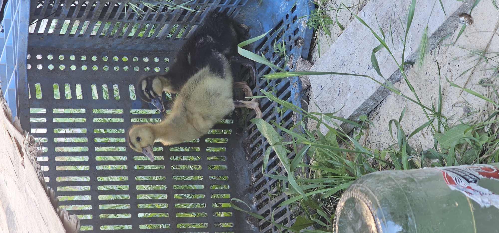 Two ducklings are standing in and around a blue plastic crate. The duckling on the left is predominantly yellow with brown markings and is standing just outside the crate. The duckling on the right is mostly black with brown markings and is partially inside the crate. The crate is dark blue and appears to be made of plastic with a mesh-like structure. A piece of weathered wood is resting on top of the crate. The ground around the crate is covered in sand and sparse green grass. There is a green glass bottle in the lower left corner of the image. The background shows more greenery, suggesting an outdoor setting. There is no indication of the specific location within Овощной, Russia.