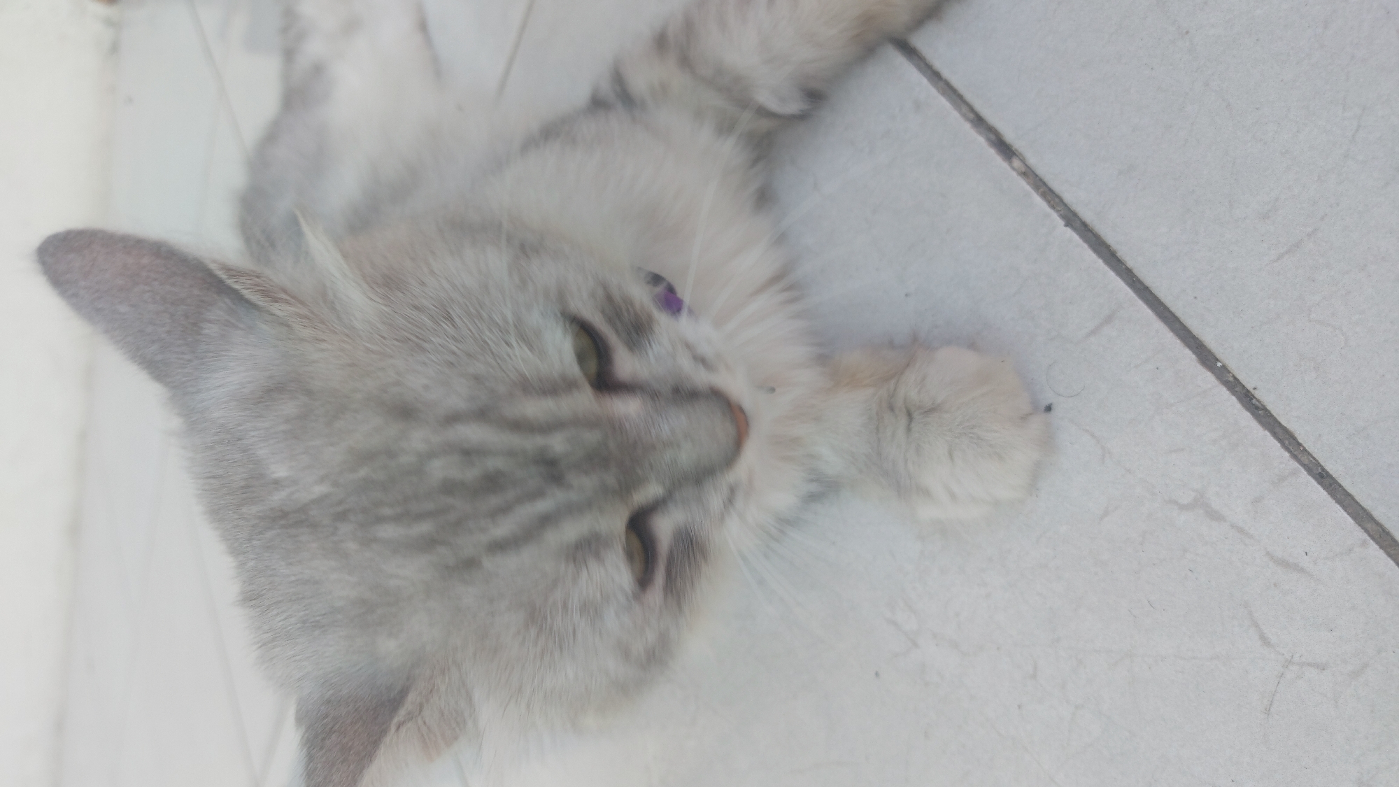A light gray cat with darker gray stripes on its head and back is lying down on a tiled floor. The cat is facing downward and to the left, with its eyes looking down. It is wearing a small purple collar. The floor is made of light-colored square tiles with visible grout lines. One of the cat's front paws is resting on the tiles. The background is blurred and appears to be a continuation of the tiled floor. The image was taken in Jatirogo, Indonesia.