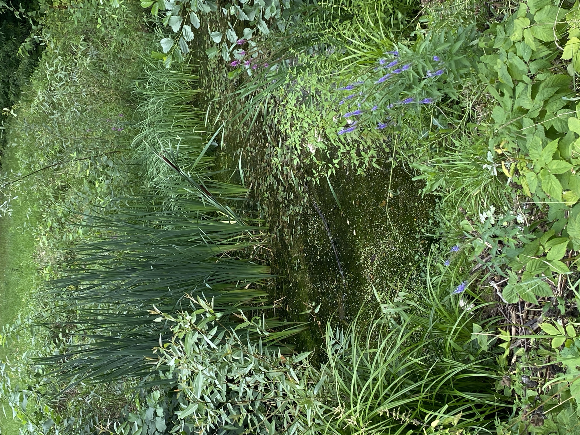 The image shows a close-up view of a pond surrounded by lush green vegetation in an outdoor setting. The pond itself is partially covered with algae and lily pads, with reeds and grasses growing along its edges. There are several tall, thin green stalks of reeds prominently featured in the center-left of the image. In the foreground, various green plants and some fallen branches are visible. In the middle ground and background, the dense foliage creates a natural, overgrown appearance. There are some small purple flowers scattered among the greenery. The overall impression is of a natural, somewhat wild, aquatic environment.