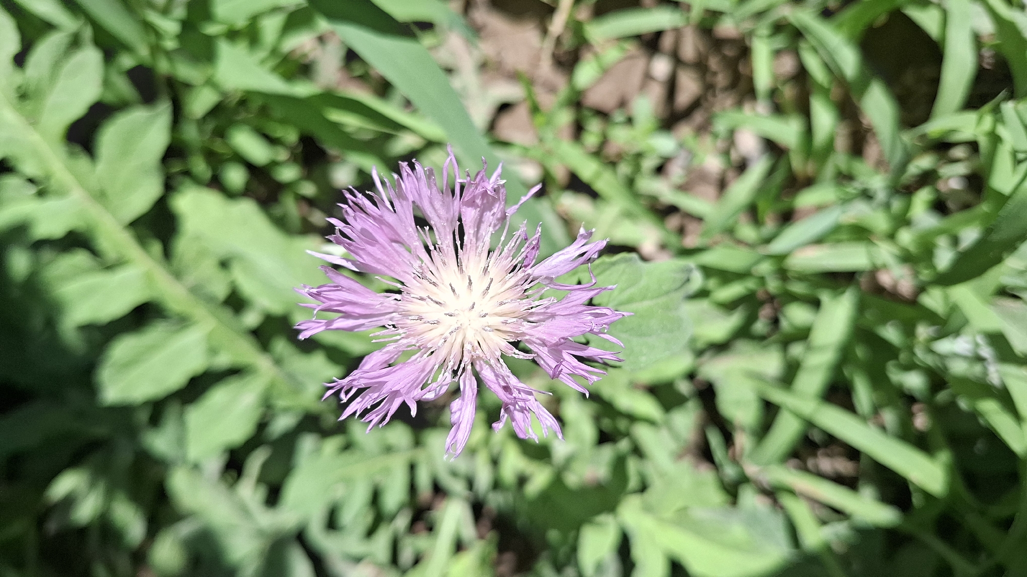 A close-up, high-angle shot captures a single, light purple wildflower in focus against a blurred background of green foliage and brown earth. The flower, positioned centrally, has delicate, spiky petals radiating outwards from a light-colored center. The surrounding greenery suggests an outdoor environment, likely a garden or natural landscape. The image was taken in Шұбарсу, Kazakhstan.