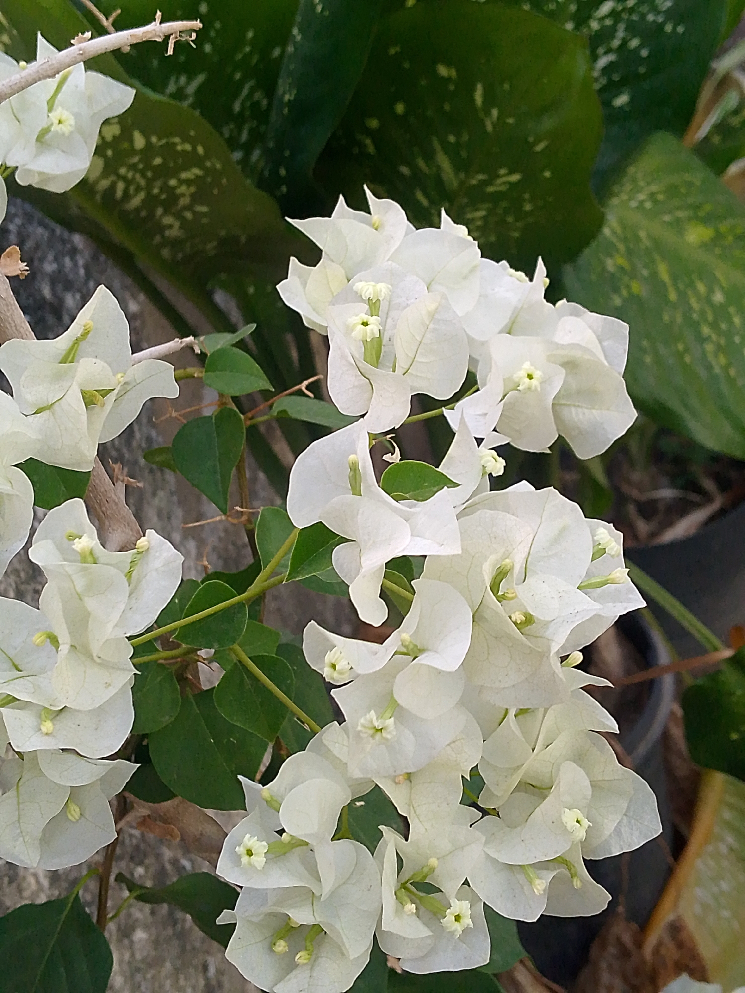 The image shows a cluster of white bougainvillea flowers in bloom, likely in Juan Griego, Venezuela, though the location cannot be definitively confirmed by the image alone. The flowers are the prominent subject, with several clusters positioned in the foreground. They feature delicate white bracts surrounding small, greenish-yellow true flowers. Interspersed with the blooms are small, green leaves. A light gray, possibly concrete, wall is visible in the lower left portion of the image, serving as a backdrop to some of the flowers. In the background, there are broad, variegated green leaves of another plant. The lighting appears to be natural daylight, casting soft shadows on the petals and leaves. The composition focuses on the intricate details of the flowers and foliage, creating a close-up view of the plant.
