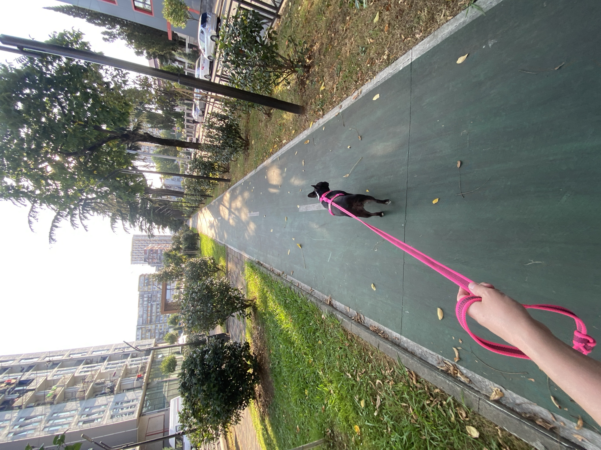 A person's hand holds a pink leash attached to a black French bulldog wearing a pink harness. They are walking along a green asphalt path next to a grassy area. In the background, there are tall buildings, trees, and parked cars. This scene is located on an urban street in Batumi, Georgia, characterized by modern apartment blocks and a well-maintained public walkway. The sun is shining, casting shadows and creating a bright, clear atmosphere.