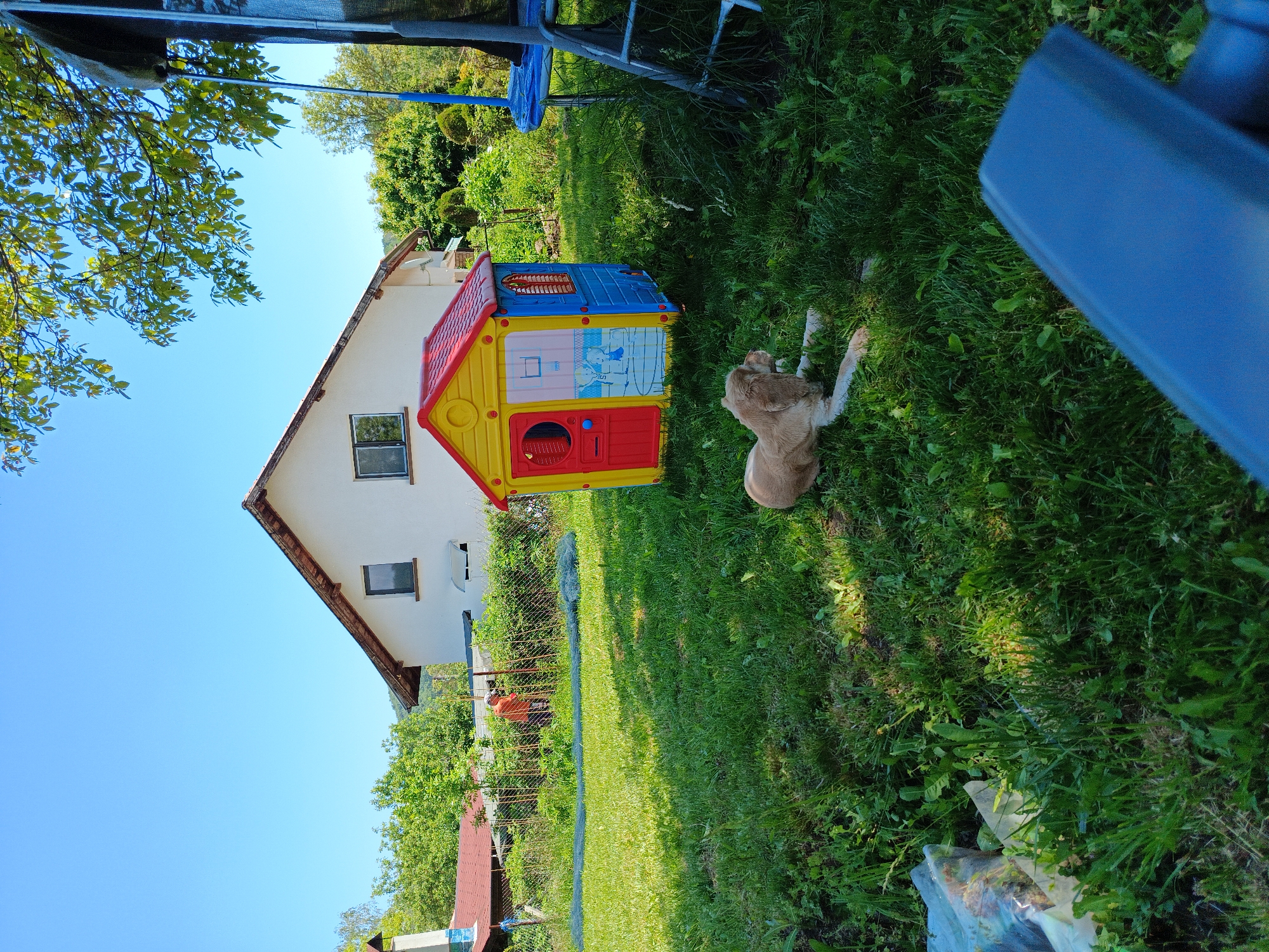 An outdoor scene in Kovachevtsi, Bulgaria, depicts a sunny day in a residential yard. A two-story, white-walled house with a brown-tiled gable roof and multiple windows stands prominently in the midground. To its left, a smaller building with a reddish-brown roof and a chimney is partially visible behind a chain-link fence. In the immediate foreground, a light brown dog with floppy ears is lying on green grass, facing right. Adjacent to the dog, a red, yellow, and blue plastic children's playhouse with a red roof, a red door, and cartoon artwork on its blue side is positioned on the grass. Further right, a blue trampoline with a black safety net and an attached ladder is partially visible. A long strip of dark green netting is laid horizontally on the grass behind the playhouse, extending towards the fence. Behind the fence, a person wearing an orange top and dark trousers is engaged in an activity, possibly gardening, amidst green foliage and several vertical wooden stakes. The sky is clear and bright blue, and the background features abundant green trees and distant hills, indicating a rural or semi-rural environment. A clear plastic bag containing organic material is on the ground in the lower-left foreground, and an out-of-focus blue plastic object occupies the lower-right corner.