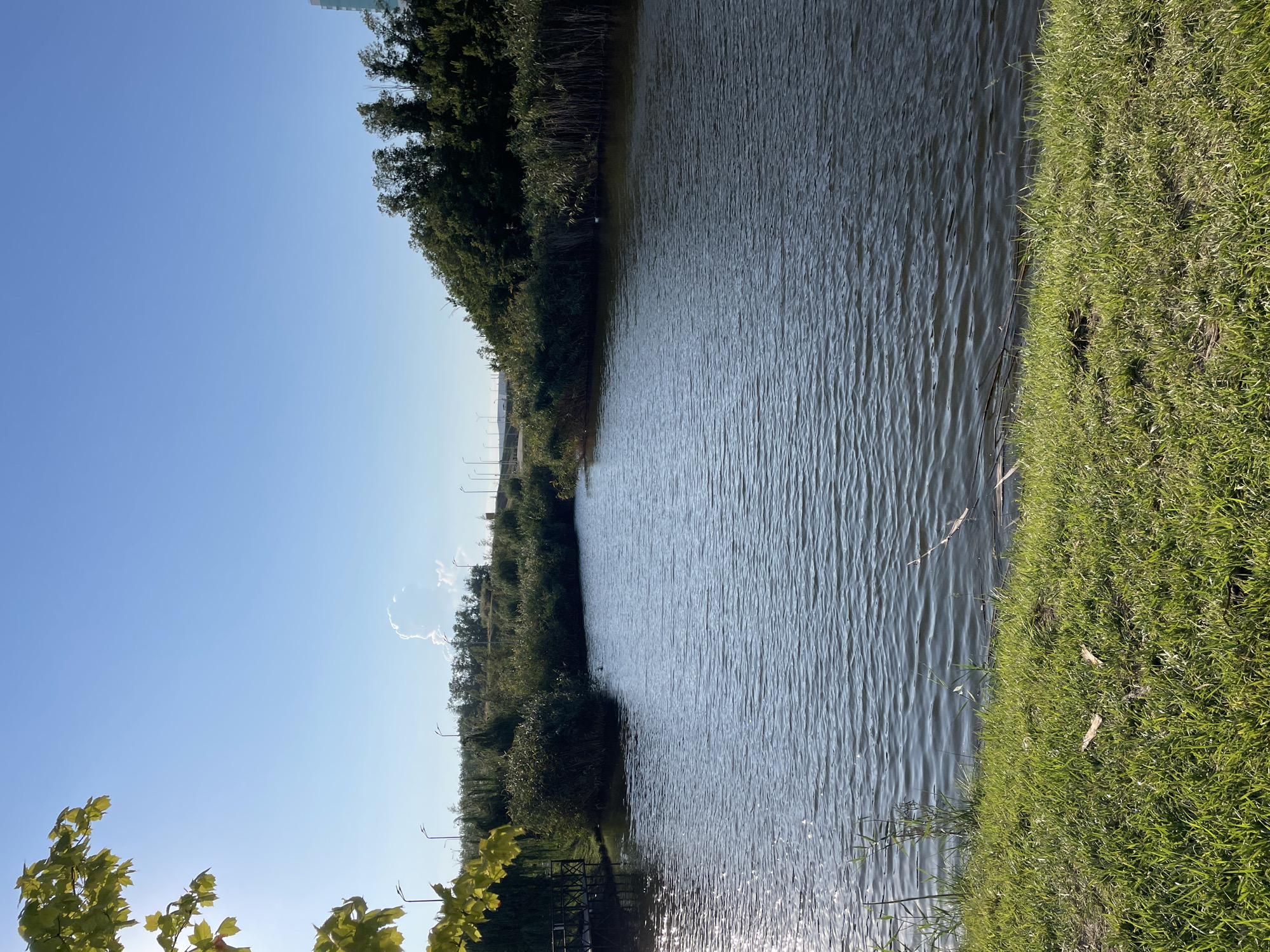 The image depicts a calm body of water, possibly a pond or small lake, surrounded by lush green grass and dense vegetation. The water's surface is slightly rippled, reflecting the bright blue sky and the sunlight. On the left side of the frame, a wooden pier extends into the water, partially obscured by the leaves of a tree in the foreground. The background features a line of trees and bushes, with a few streetlights visible in the distance. Beyond the trees, a hint of a tall building can be seen on the right, suggesting an urban or suburban setting. The sky is clear with a few wispy clouds.
The scene appears to be located in the city of Rostov-on-Don, Russia, specifically in the area of the Botanical Garden. This particular spot is known for its tranquil atmosphere and natural beauty, offering a serene escape within the city. The presence of the pier and the well-maintained vegetation suggests a public park or a cultivated natural space. No people are visible in the image, making it a peaceful, solitary landscape. The overall impression is one of natural serenity and a well-preserved ecological environment.