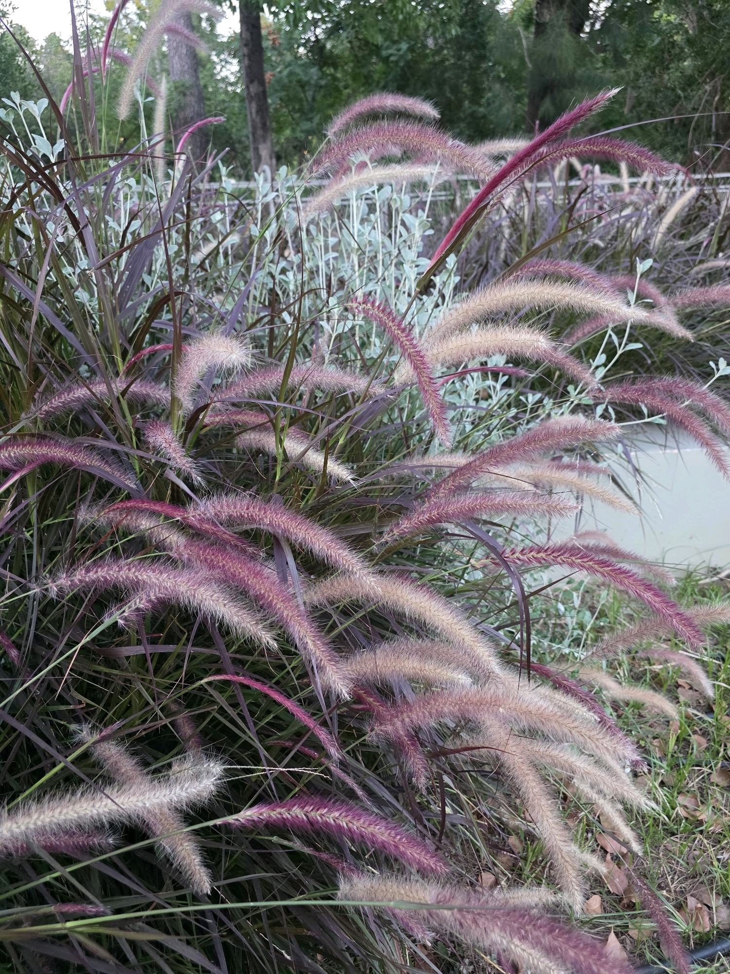 The image shows a close-up view of ornamental grass, likely Pennisetum, with feathery plumes in shades of pink, purple, and cream. The grass has dark purple foliage and is densely packed. In the background, out of focus, are hints of trees with green foliage and a light-colored surface, possibly a wall or sidewalk. The scene appears to be an outdoor garden or park setting. There are no people or specific identifiable landmarks to suggest a location within the city of Athens, Greece.