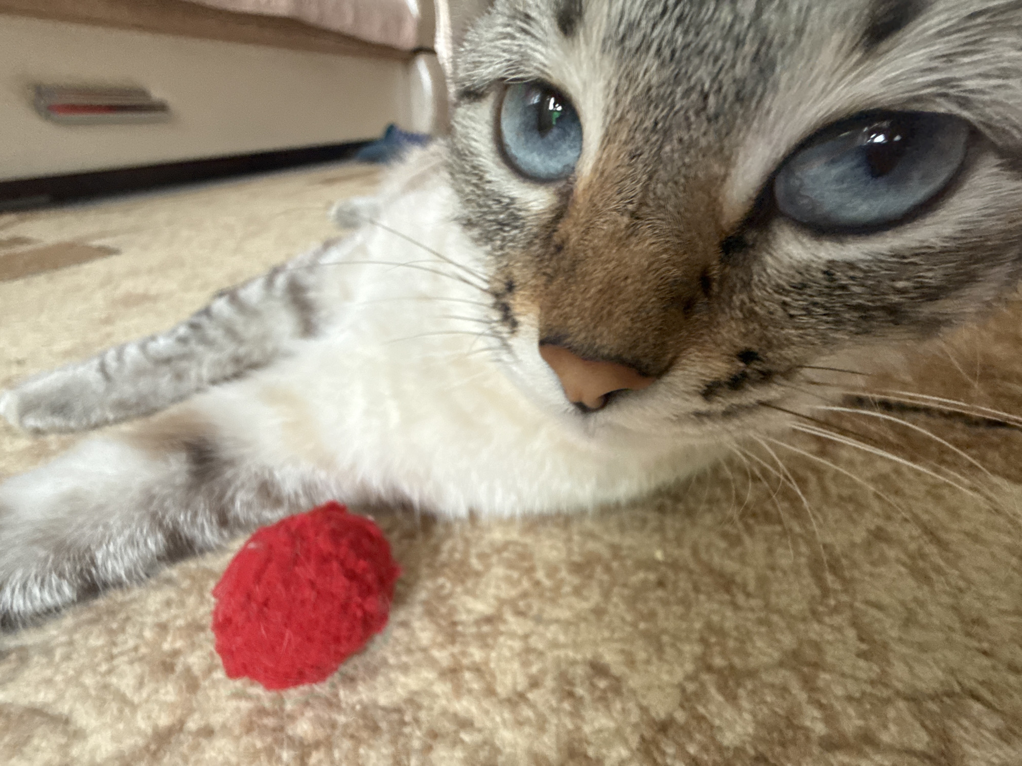 The image shows a close-up, low-angle shot of a Siamese cat lying on a beige carpet. The cat has striking blue eyes and is looking towards the camera. To the left of the cat is a small, red, fluffy ball, likely a toy. The background is slightly blurred, showing hints of furniture and a wall. There is no discernible location in the city of Ufa, Russia.