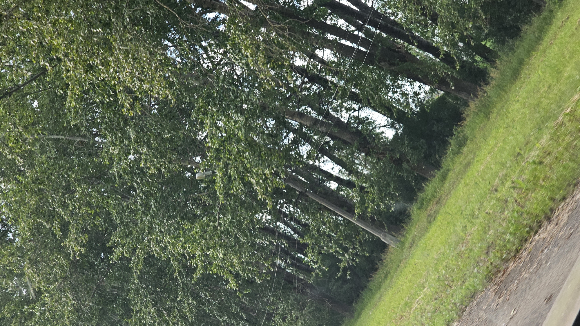 The image depicts a row of trees lining a sloped grassy area, with a road visible in the foreground. The trees are densely leaved and appear to be a mix of deciduous species. In the upper center of the image, a light fixture, possibly a streetlamp, is visible mounted on a pole amongst the branches. Several utility wires are strung between poles that are partially obscured by the trees. The grass is a vibrant green, suggesting a well-maintained area. The overall impression is a natural setting bordering a developed area, possibly a park or roadside. This scene is consistent with many locations in Kamensk-Uralsky, Russia, which has numerous green spaces and tree-lined streets.