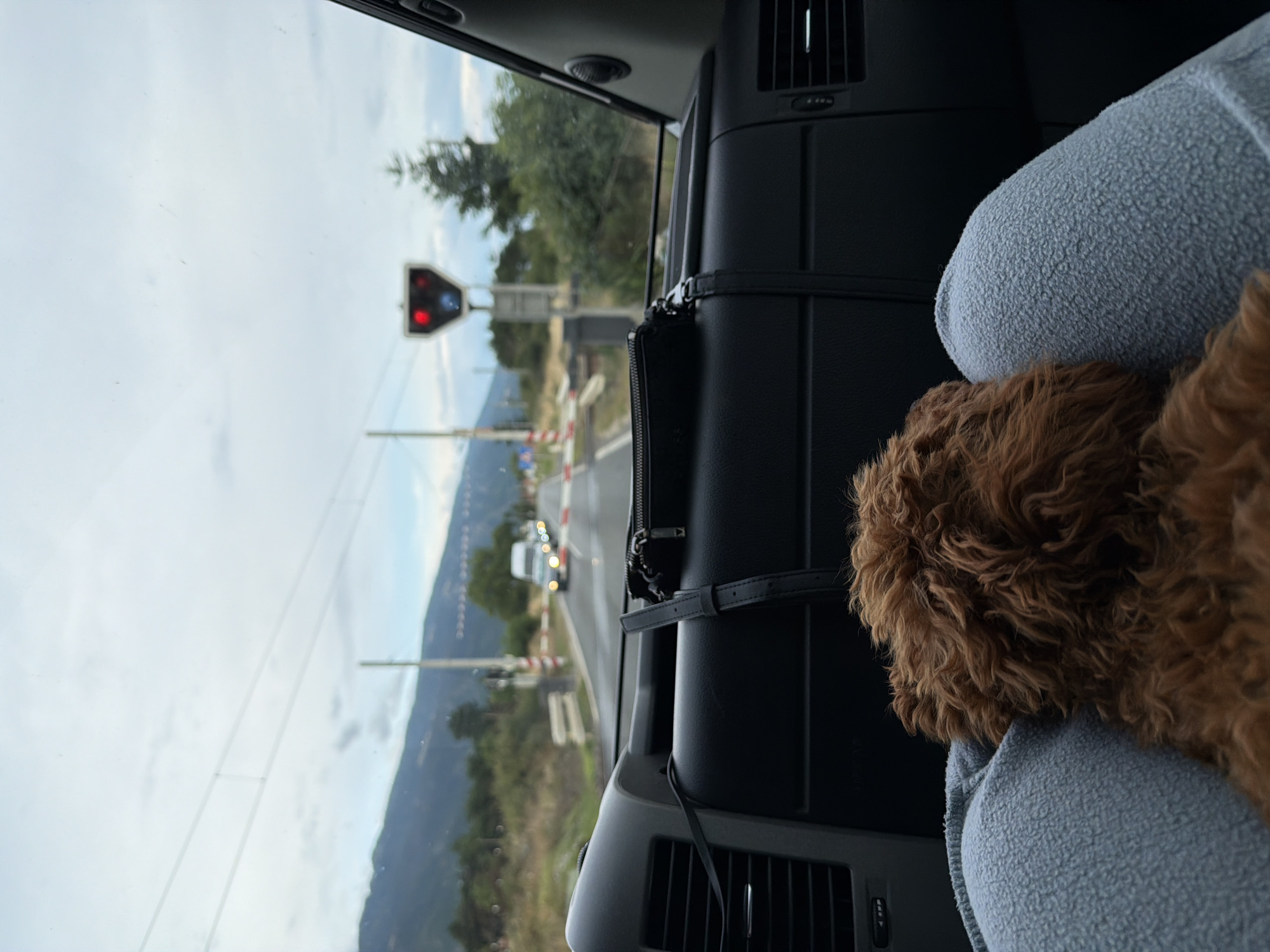 A brown poodle mix dog is seen from behind, resting on the lap of a person in the passenger seat of a vehicle. The dog's head is turned away from the camera. The person is wearing light blue sweatpants. In the foreground, the dashboard of the vehicle is visible, including an air vent and a black bag with a strap. Outside the vehicle, a railway crossing is depicted. A traffic signal with red lights illuminated is present, indicating a train is approaching or passing. Barriers are down, and several vehicles are stopped on the road. The landscape features rolling hills or mountains in the background, with trees and vegetation along the roadside. The sky is overcast. The location is identified as Karnare, Bulgaria.