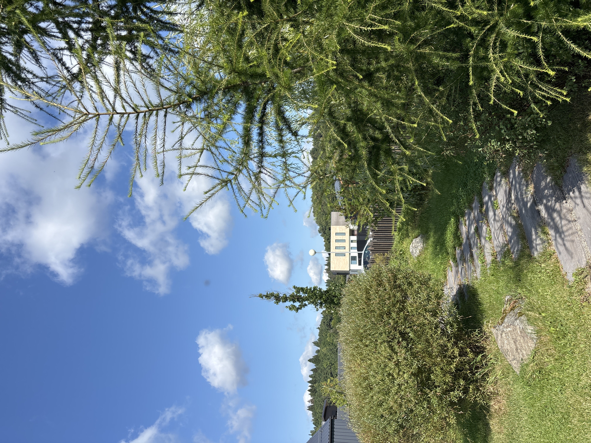 A bright, sunny day in Zvenigorod, Russia, is depicted in this outdoor scene. The foreground is dominated by the lush green foliage of a coniferous tree, its fine needles casting delicate shadows. To the left, a thick, leafy green bush occupies a significant portion of the frame. A stone pathway, composed of irregularly shaped flagstones, winds its way through the grass, leading towards the background. Large, rough-textured rocks are scattered on the lawn. In the mid-ground, a wooden fence runs horizontally, separating the manicured lawn from a more densely vegetated area. Beyond the fence, a modern, light-colored house with distinctive dark window frames is visible, its geometric design contrasting with the natural surroundings. A tall, slender tree stands near the house, and a street lamp with a white globe is positioned in front of it. The background is filled with a dense forest of evergreen trees, stretching across the horizon. The sky above is a vibrant blue, dotted with fluffy white clouds.