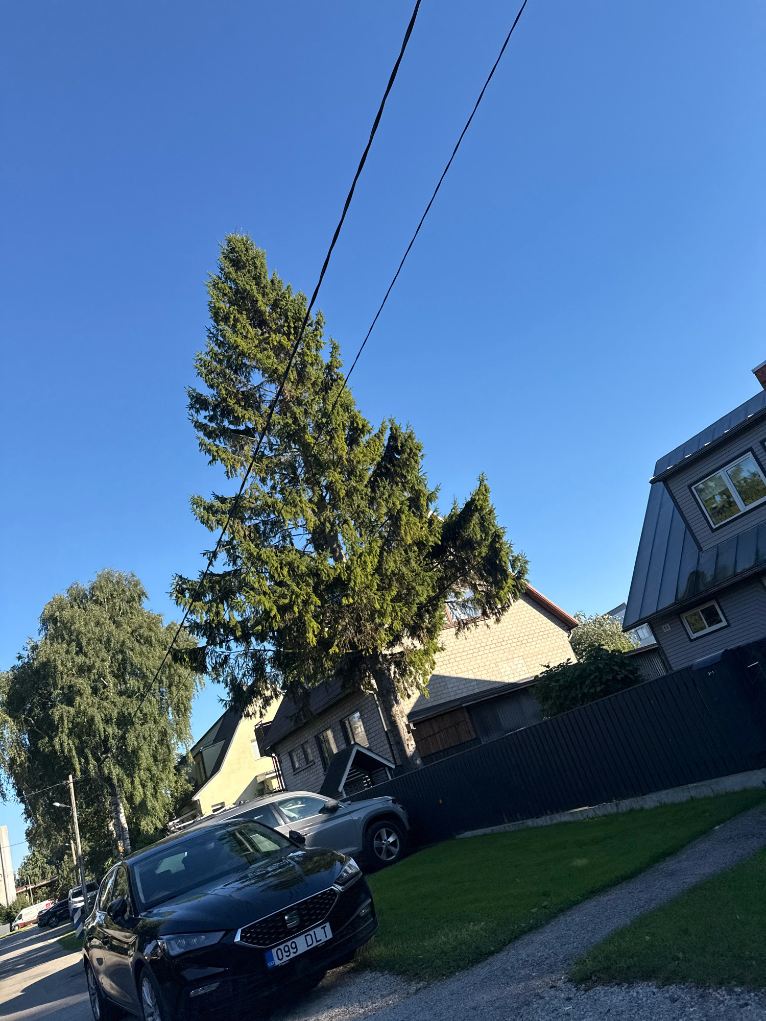 The image shows a street scene in Tallinn, Estonia, on a clear day. The perspective is angled, giving a sense of looking upwards and across. A tall evergreen tree dominates the center of the frame, with its branches reaching towards the bright blue sky. Power lines are visible stretching across the sky, intersecting with the tree.
In the foreground, a black car is parked on the street, with its license plate reading "099 DLT EST". To the right of the car, a neatly manicured lawn is visible, bordered by a dark-colored fence. Behind the fence, a modern house with a dark metal roof and grey siding is partially visible. To the left of the evergreen tree, another tree with lighter-colored foliage, possibly birch, is present. Further down the street, more houses and parked cars can be seen. The overall impression is of a residential street in a well-maintained urban area.