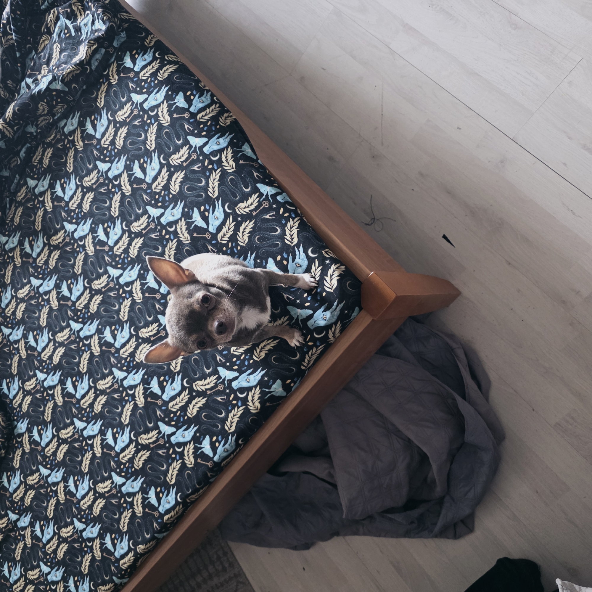 The scene depicts an interior space, described as being in Saint Petersburg, Russia. A small, fawn-colored chihuahua dog with white chest markings stands centered on a bed. The bed features a light brown wooden frame and is covered with bedding that displays a dark blue pattern comprising light blue stylized bird figures, golden leaves, dark wavy serpent-like shapes, small keys, and crescent moons. To the left of the bed, on a light-colored laminate or wood plank floor, a rumpled dark grey blanket is visible. The lighting is uniform, suggesting an indoor environment. The dog faces directly towards the viewer, with its ears erect.