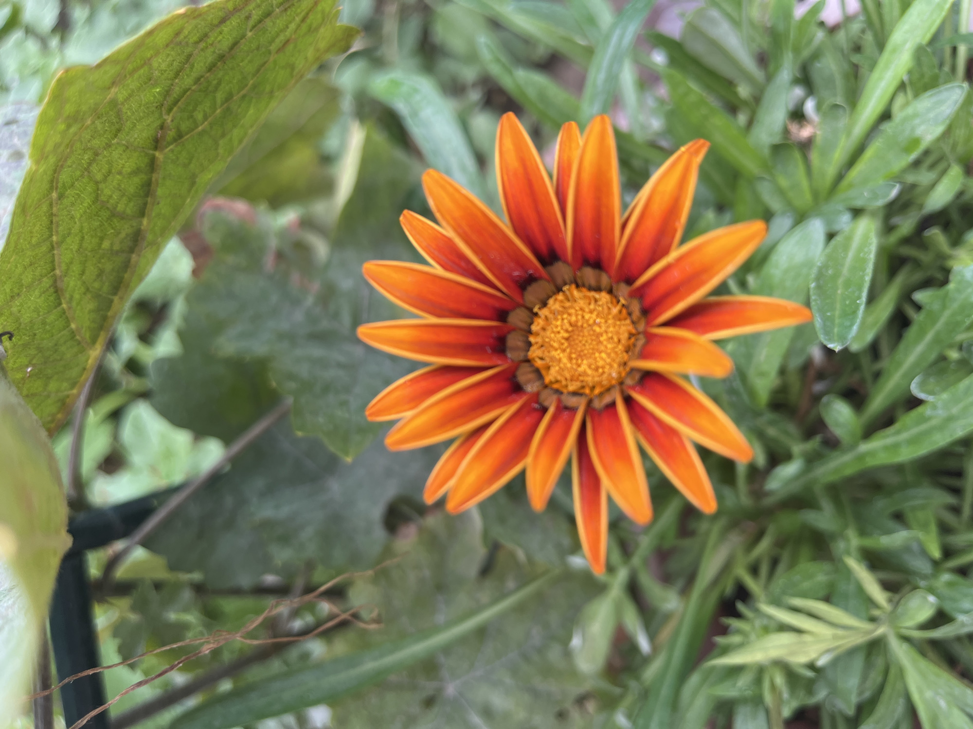 The image shows a close-up, overhead view of a single Gazania flower in full bloom, displaying vibrant orange and red petals. The flower's center is a bright yellow, with darker brown accents. It is surrounded by lush green foliage, with some leaves appearing slightly out of focus in the background. The lighting suggests it is daytime, and the scene is likely outdoors. There is no indication of the city of Shymkent, Kazakhstan, or any specific location within it. No people, actions, or interactions are depicted. The image is a still life of a flower.
