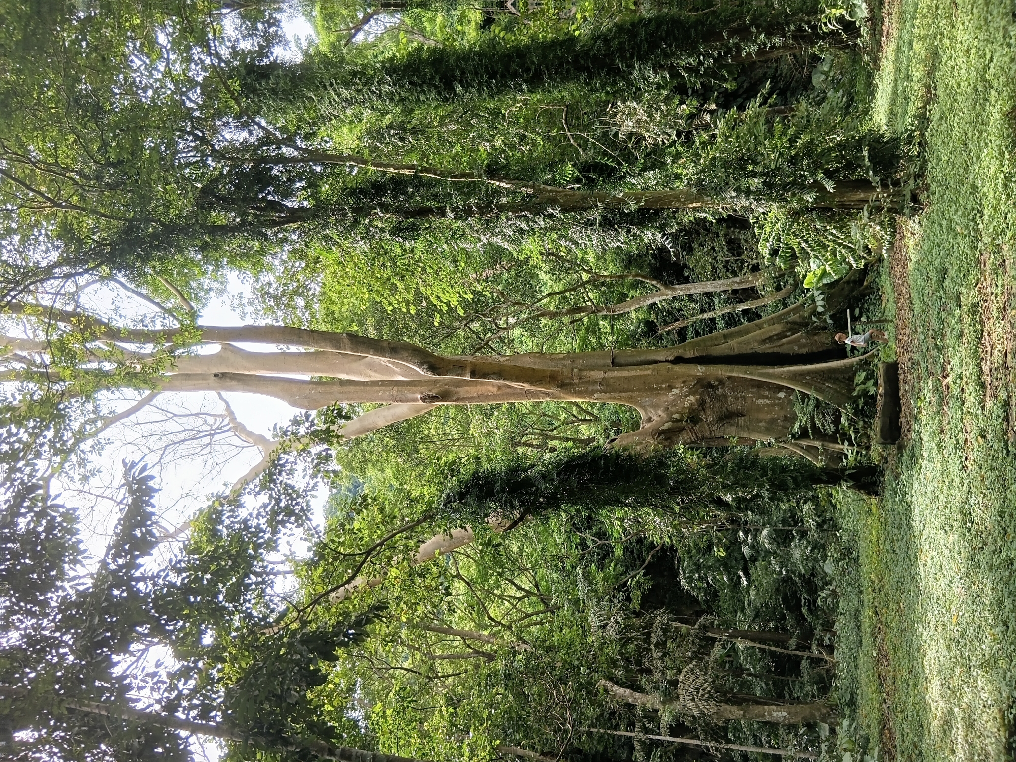A person is standing in a jungle clearing, looking at a large tree. The clearing is covered in green plants. The person is wearing a white shirt and shorts. The tree is very tall and has a wide trunk. There are other trees in the background, as well as some vines. The sun is shining through the trees, casting shadows on the ground. The scene appears to be in a tropical or subtropical climate.