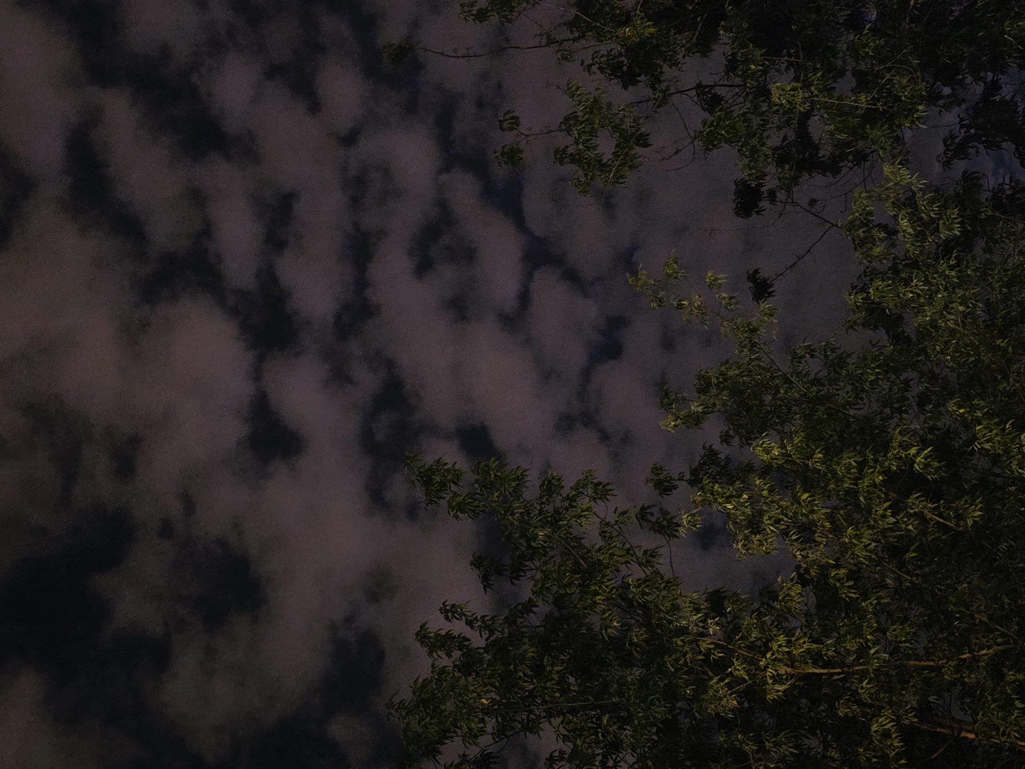 The image shows a low-angle view of the night sky partially obscured by tree branches. The sky is dark with mottled clouds. The branches are dense with green leaves, with a light source illuminating the right side of the branches. The location is unknown.