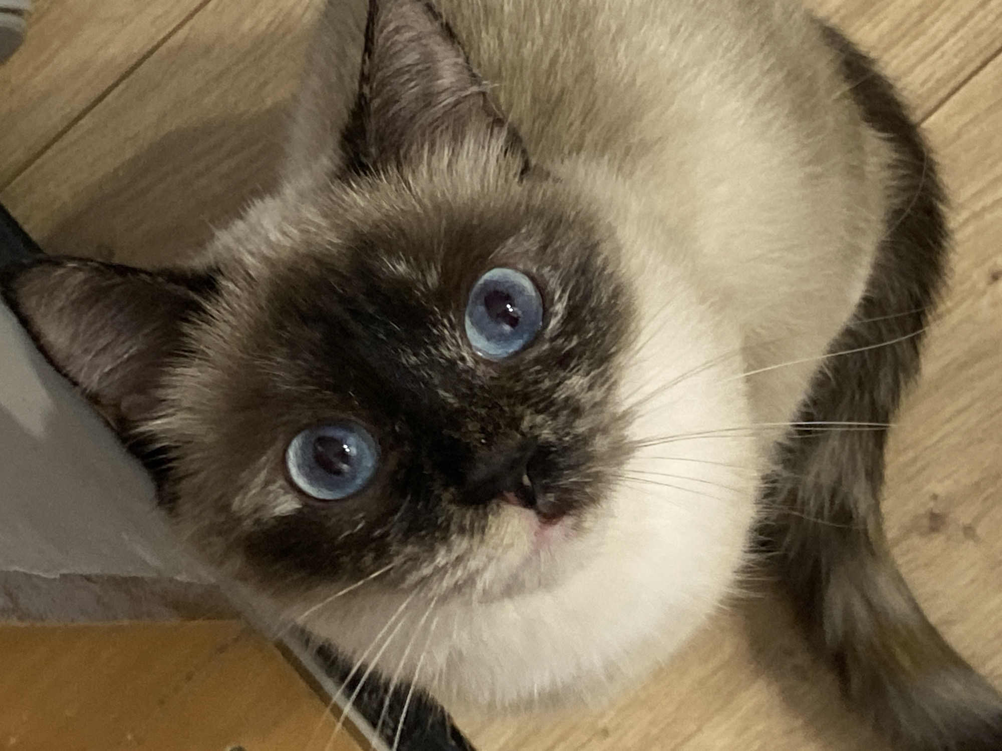 An indoor scene in Chaikovsky, Russia, depicts a Balinese or Siamese-type cat. The cat is positioned on a light brown wooden floor, looking directly upwards towards the camera. Its fur is cream to light brown on the body, with distinct dark brown-black "points" on its face, ears, and visible portion of its tail. The cat possesses large, round, bright sapphire-blue eyes with visible pupils and specular highlights. A dark brown-black mask covers its muzzle and surrounds its eyes. Long, white whiskers extend from its muzzle, and a small pinkish area is present on its nose. Shadows indicate indoor lighting conditions. No other subjects or objects are present within the frame beyond the cat and the flooring.