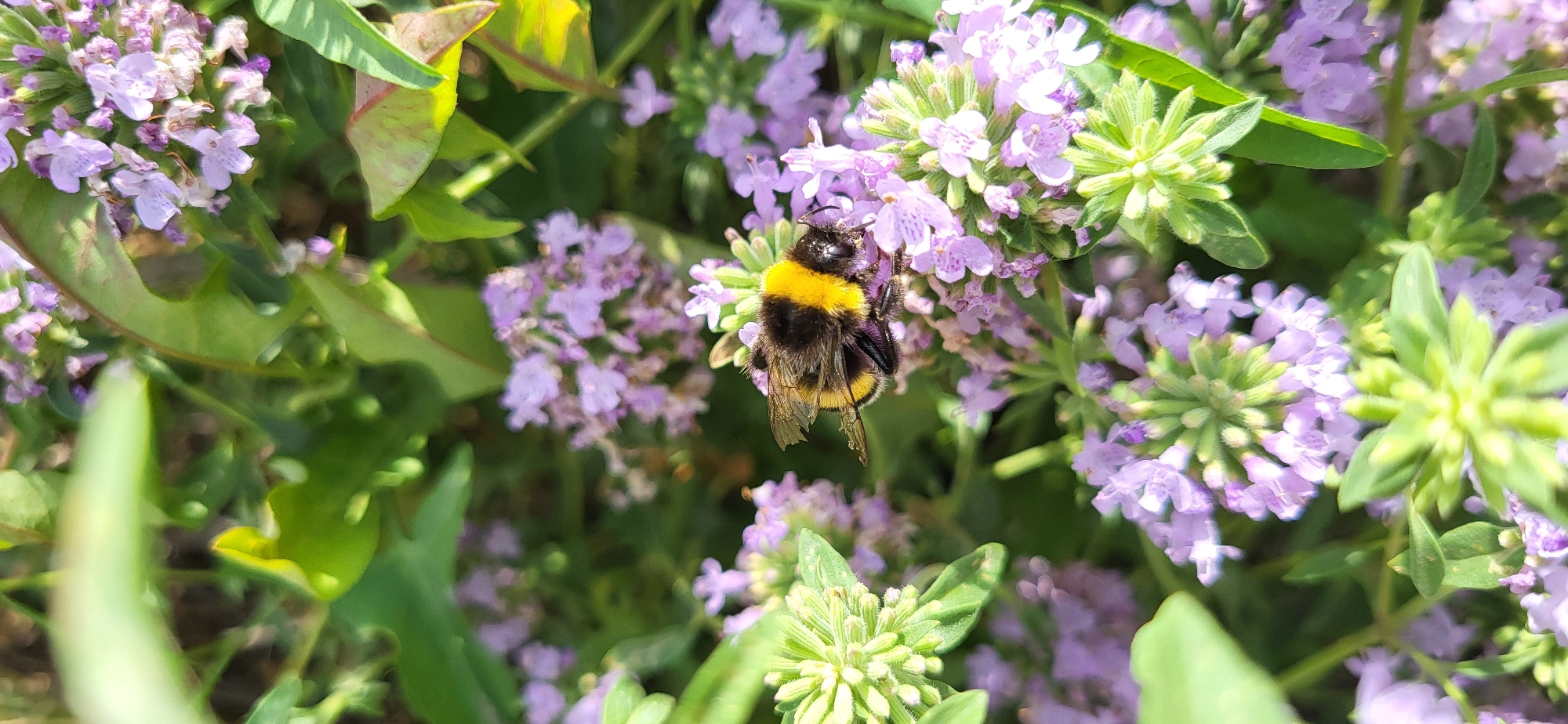 A bumblebee with black and yellow stripes is perched on a cluster of small, light purple flowers. The bumblebee is facing to the right and its wings are partially extended. The flowers are delicate and clustered together, surrounded by green foliage. The background is softly blurred, creating a shallow depth of field that highlights the bumblebee and flowers. The scene appears to be an outdoor garden setting. The location is Сырымбет, Kazakhstan.
