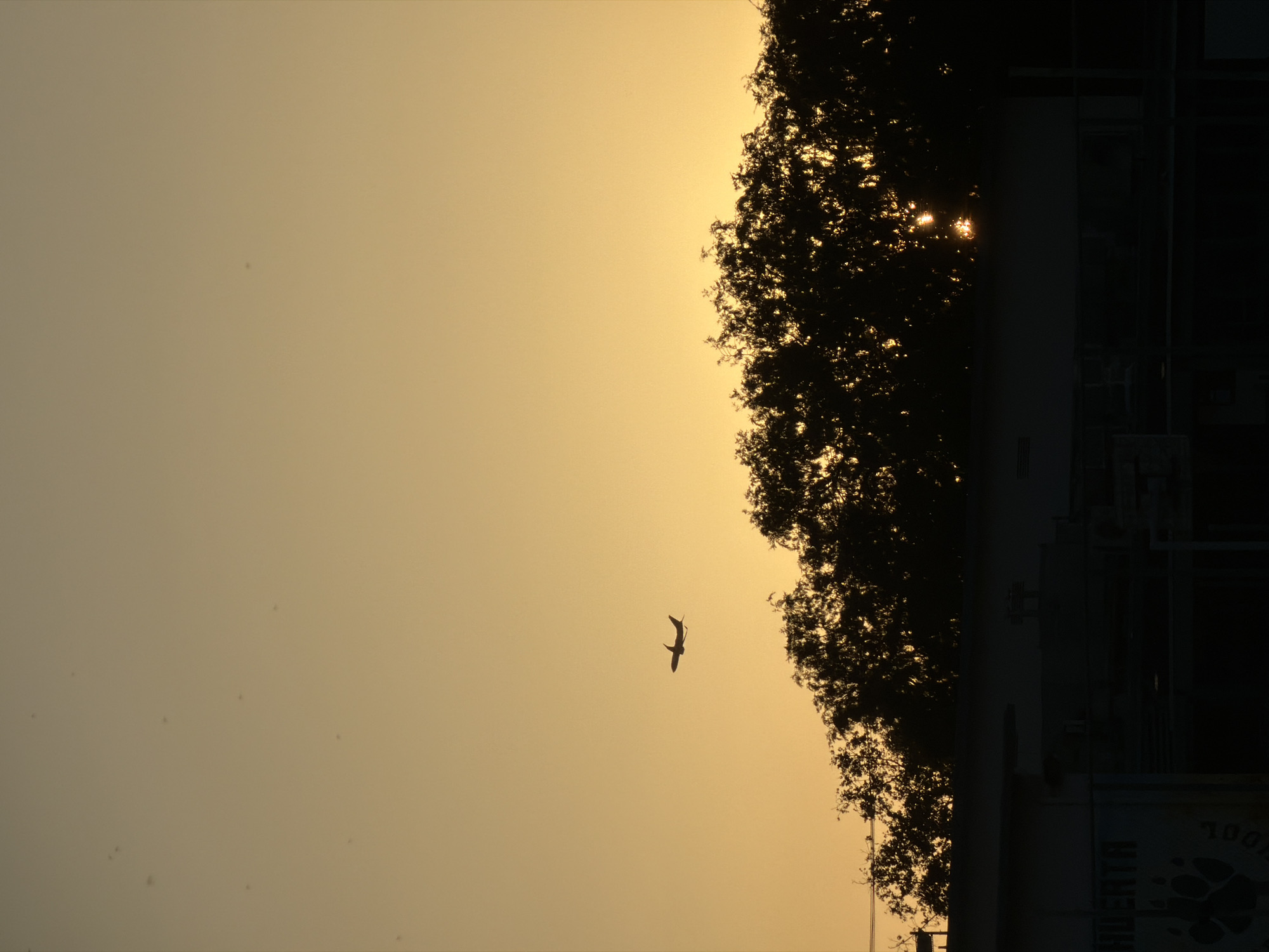 The image shows a bird silhouetted against a yellowish-orange sky. To the right, there is a silhouetted tree line and the dark outline of a building. The lighting suggests it might be sunrise or sunset. The bottom right corner of the image indicates the scene is in Burbank, United States of America.