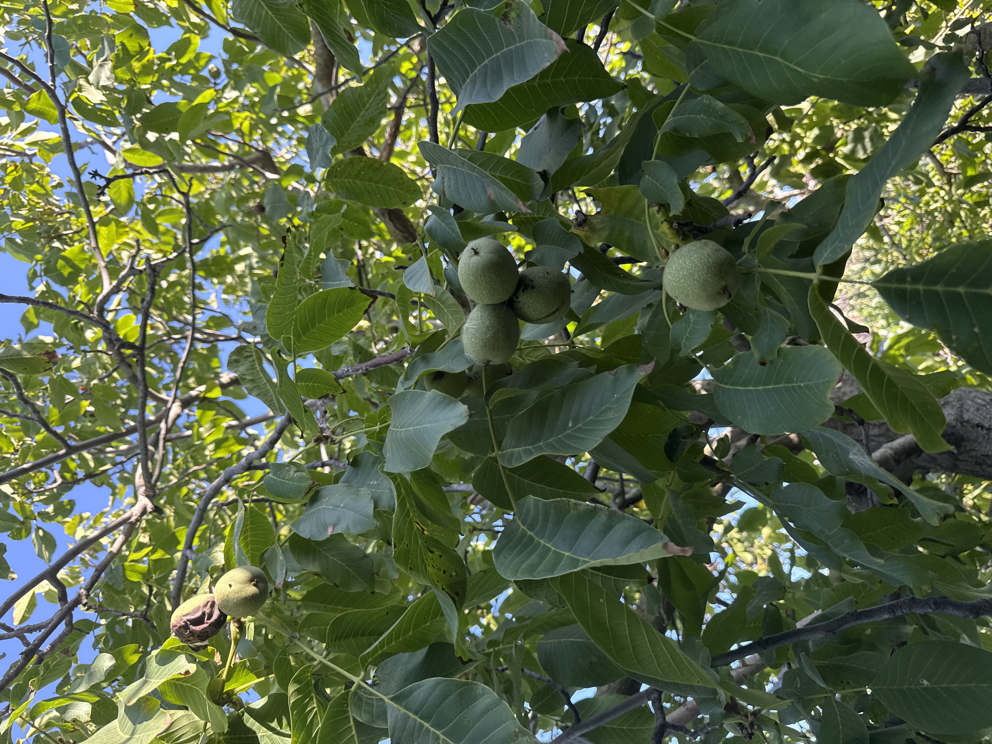 A close-up, low-angle shot captures a walnut tree laden with developing nuts against a bright blue sky. The image is dominated by lush green leaves and the rough texture of branches. Several unripe walnuts are visible, some still encased in their green husks, while others show the beginning of their ripening process with a brownish hue and cracking husks. The scene is devoid of people or any human activity. The overall impression is of a natural, outdoor setting in a temperate climate, likely late summer or early autumn based on the state of the fruit. The specific location is Basarabeasca, Moldova, a region known for its agricultural landscape and fruit orchards.