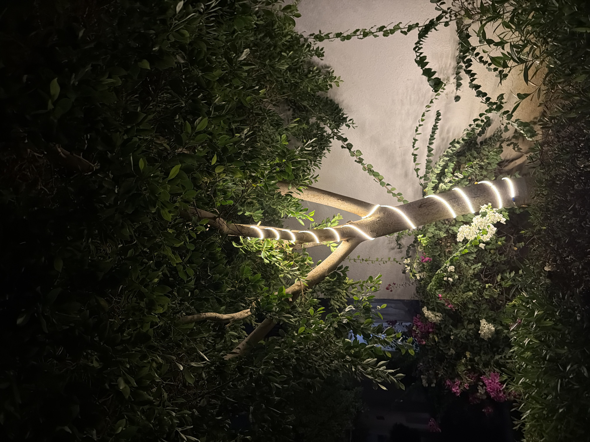 The image depicts a tree trunk decorated with a spiral of white LED lights at night. The tree has a light brown trunk and branches, with lush green leaves forming a dense canopy overhead. Below the tree, a cluster of flowering bushes is visible, with some bearing pink and white blossoms. The background consists of a textured white wall, illuminated by a warm light source, likely the same lights on the tree. The overall impression is of a garden or outdoor space in Sharm El Sheikh, Egypt, possibly a hotel or residential area, where decorative lighting has been used to enhance the ambiance at night. There are no people or animals visible in the scene.