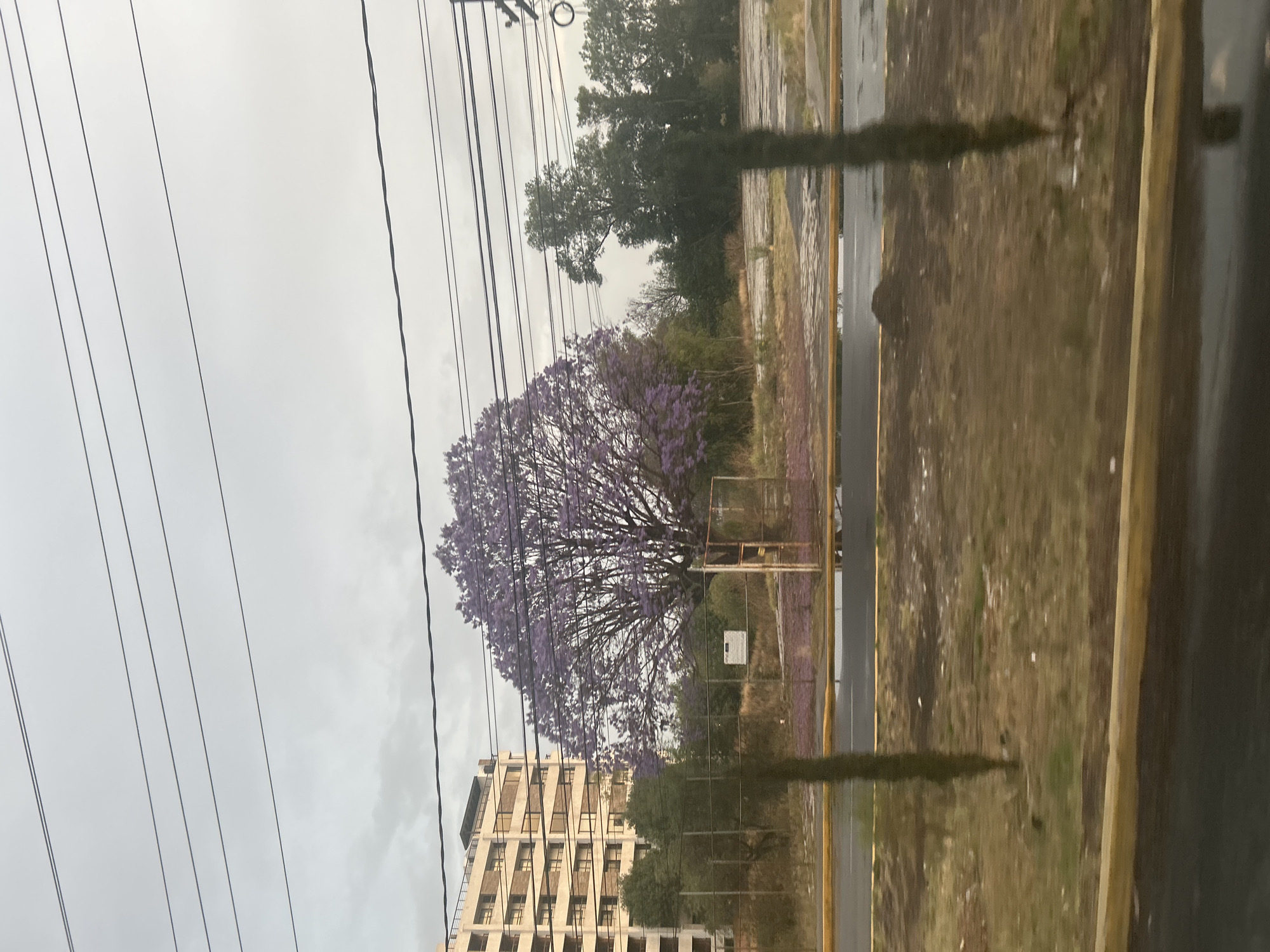 The image depicts a street scene in an unknown city on an overcast day. A building is on the lower left, and a tree with purple flowers stands out, possibly a jacaranda. The location is near a roadside with grass. Multiple power lines are overhead. A metallic fence runs along the street. The image appears to be taken from inside a vehicle.