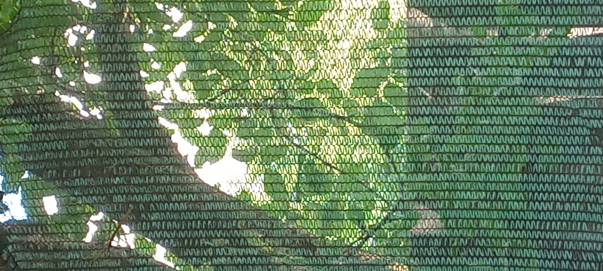 The image depicts a close-up view of a tree trunk and foliage, viewed through a green mesh netting. The netting creates a striped effect across the entire image, obscuring some of the details of the natural elements behind it. Sunlight filters through the leaves, creating bright patches and dappled shadows on the trunk and foliage. The overall impression is of a shaded, natural environment. There are no people or specific objects that would indicate a particular location within the city of Koviahy, Ukraine.