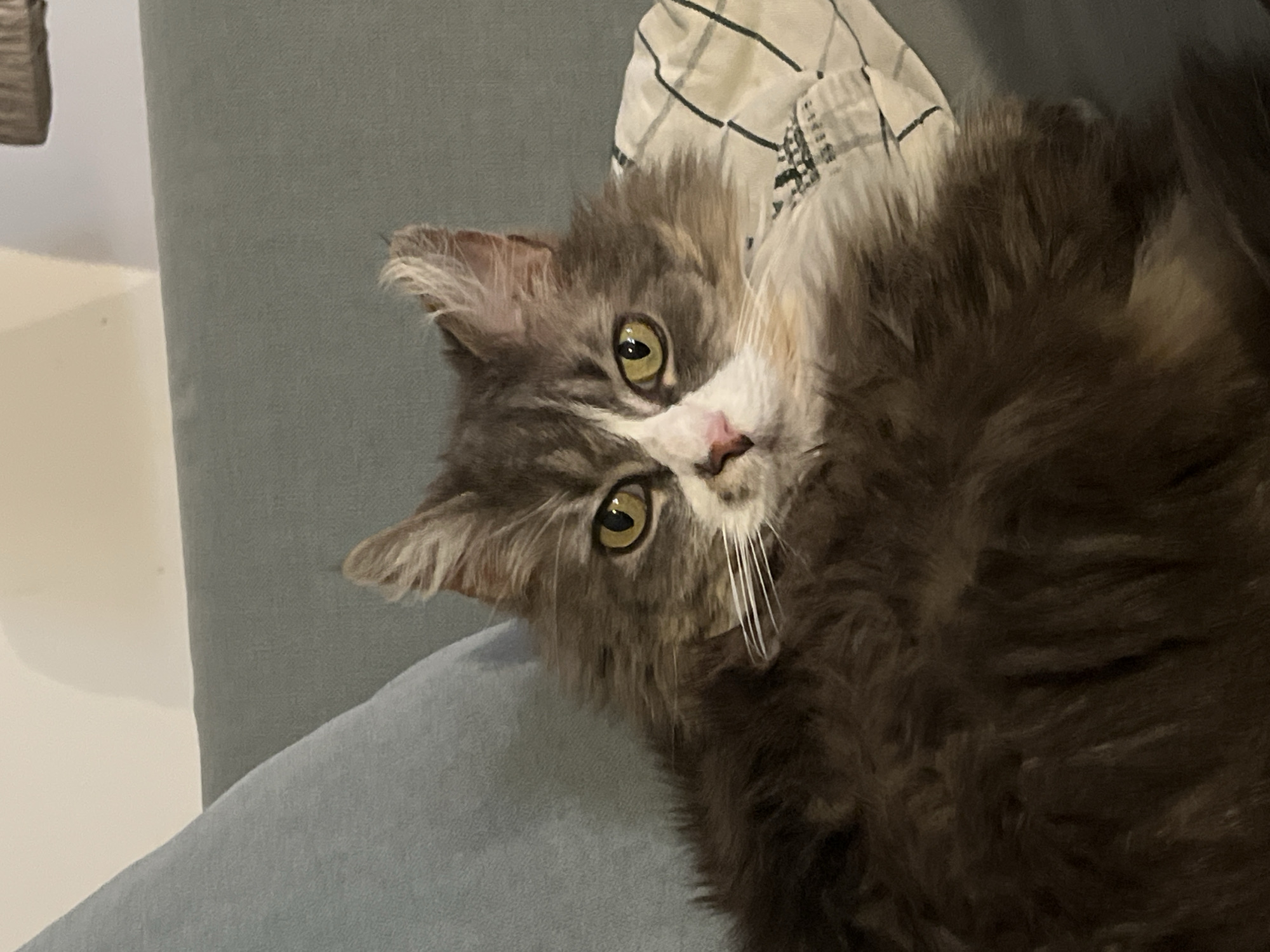 A medium-long shot shows a cat lying on a gray chair. The cat is gray and brown with a white patch on its face and around its nose. The cat's eyes are yellowish-green. The cat's head is tilted, and it is looking directly at the camera. Behind the cat is a pillow with a checkered pattern. A white wall is visible in the background on the left. The location is Chambœuf, France.