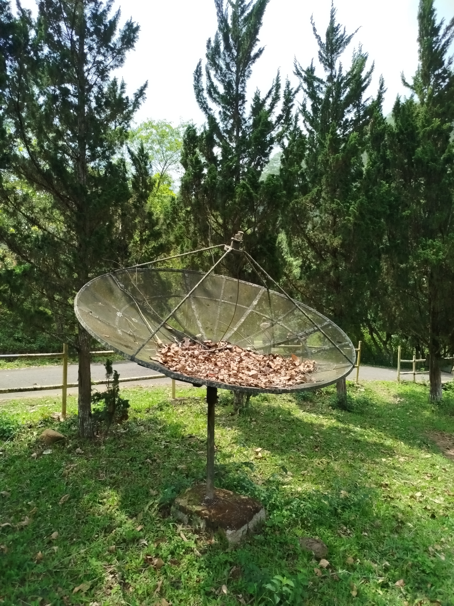 The image features a large, disused satellite dish positioned outdoors amidst a natural, green environment in Păng Tiêng 1, Vietnam.
**Subjects:** The central subject is a large, metallic mesh satellite dish, appearing old and showing signs of wear. Its parabolic surface is partially filled with a substantial accumulation of dried brown leaves. The dish is supported by a robust, simple stand anchored into a concrete base that shows signs of moss or dirt. Surrounding the dish is a landscape dominated by lush green grass, interspersed with patches of lighter vegetation and scattered dry leaves. Tall, slender coniferous trees, resembling cypress or juniper, form a dense backdrop, their dark green foliage reaching towards a bright, clear sky. A rustic wooden fence, constructed from natural branches, runs horizontally in the middle ground, bordering what appears to be a narrow, unpaved road or path.
**Activity or event taking place:** No human activity or specific event is taking place. The satellite dish is clearly non-functional, serving instead as a receptacle for fallen leaves, suggesting a state of disuse and natural decay. The scene is quiet and still.
**Notable details:** The time of day is daytime, indicated by the bright, ample light and a clear sky, though direct sunlight is diffused, creating soft shadows. The weather appears fair and calm. The location cues, including the type of trees and natural setting, align with the provided context of Păng Tiêng 1, Vietnam, suggesting a semi-rural or natural park-like area. The overall mood is one of peaceful abandonment or nature's reclamation. There is no visible text in the image.