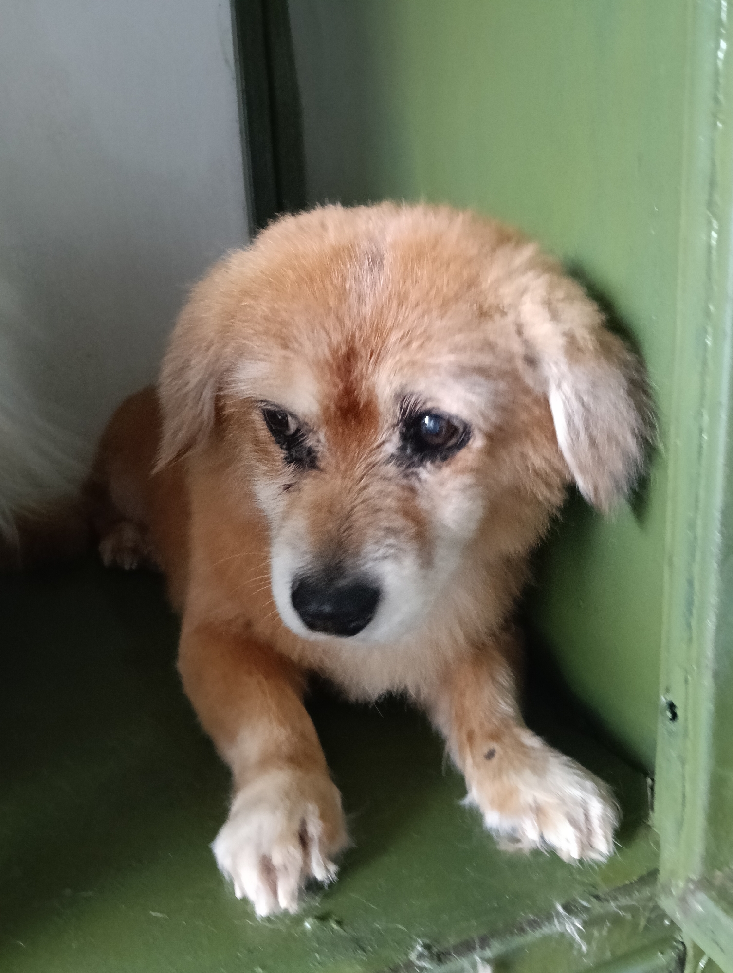 A medium-sized, light brown dog with a black nose is lying down on a green surface, possibly a shelf or the floor of a cabinet. The dog's fur is somewhat shaggy. The dog's face is clearly visible, it is looking slightly downward. The location is unknown, and there is no indication of Nairobi, Kenya.