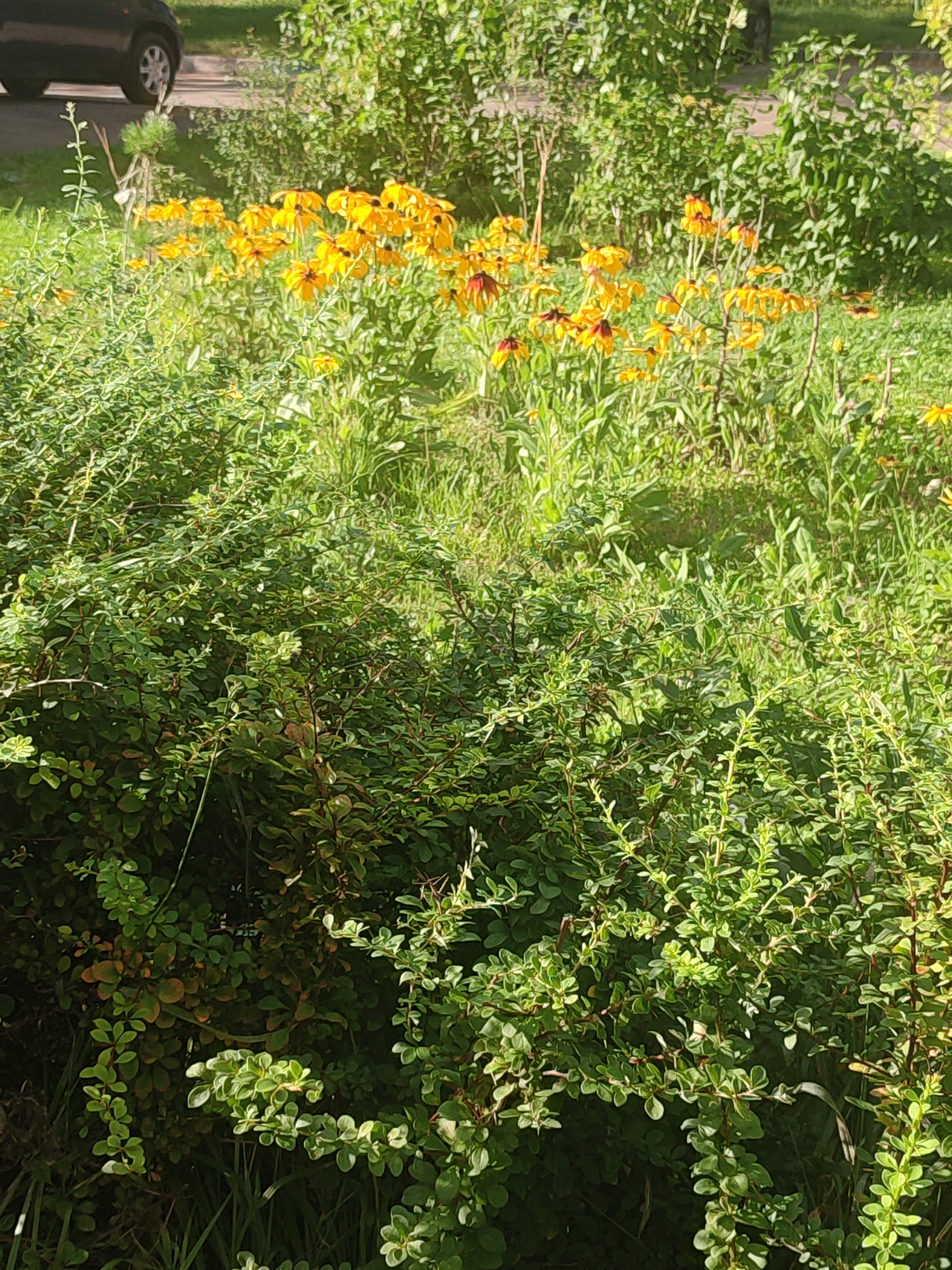 The image shows a close-up view of dense green shrubbery in the foreground, with bright yellow flowers with dark centers blooming behind it. In the upper left corner, the rear wheel and fender of a dark-colored car are visible, suggesting a street or parking area. The background consists of more greenery, likely trees or larger bushes, and hints of a paved surface. The overall scene appears to be an outdoor setting in a city environment, possibly a park or residential area. No people or specific landmarks are visible that would definitively place it in Moscow, Russia. The lighting suggests a sunny day.