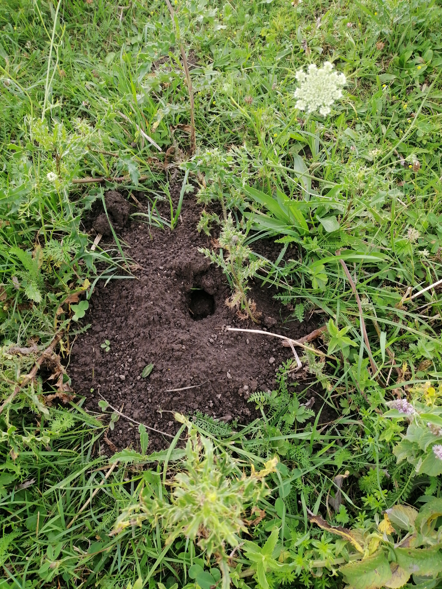 The image shows a hole in the ground, likely an animal burrow, surrounded by green grass and various plants. There is a pile of dark soil around the entrance of the hole. The overall scene is of an outdoor environment, possibly a field or a park, in Krasnoluka, Ukraine. No people or animals are visible in the image.