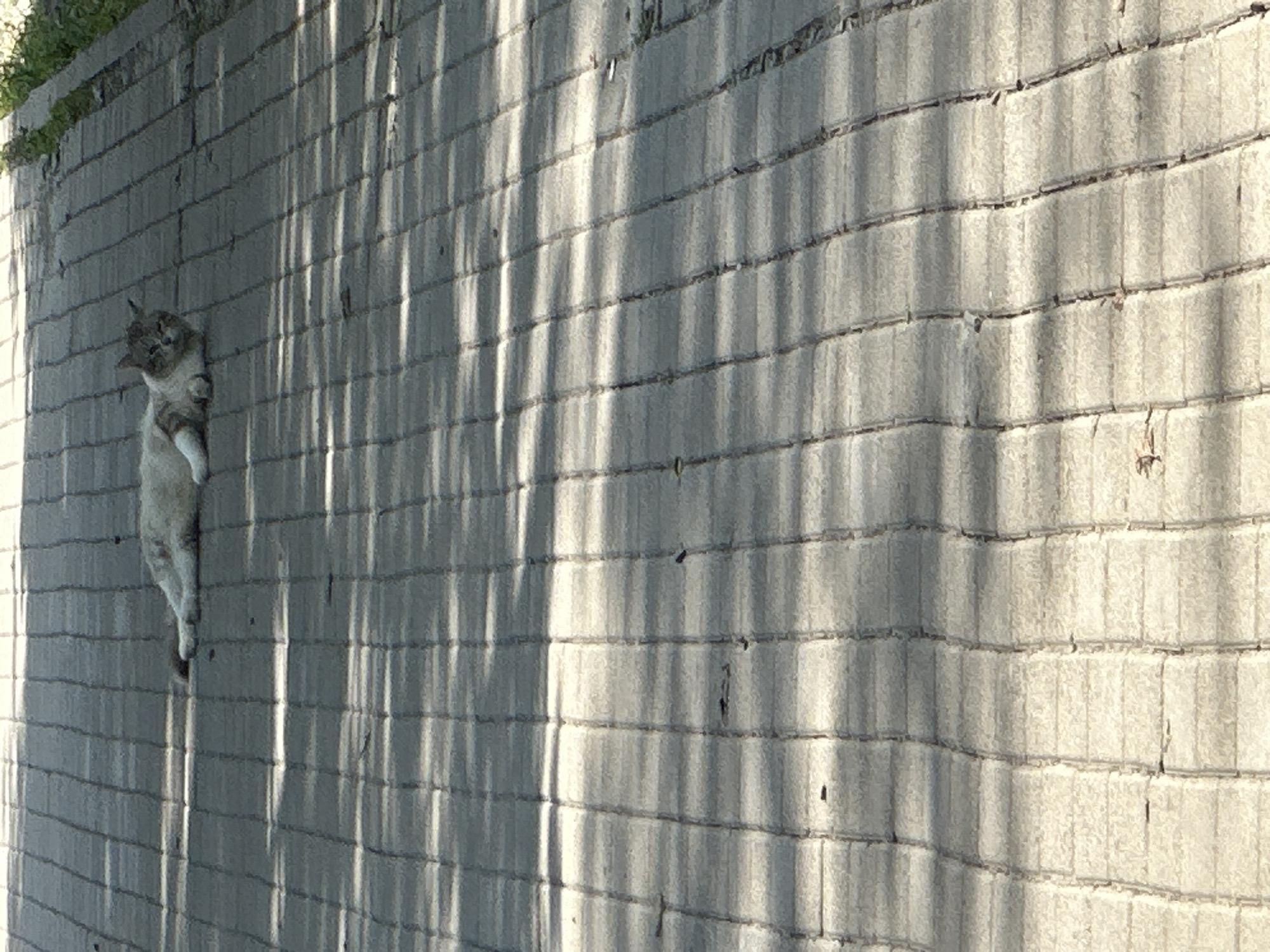 A cat is lying on a sun-dappled paved walkway in Bol'shoi Kichmai, Russia. The cat is light-colored with darker markings on its head and body and appears to be resting on its side. The walkway is made of rectangular paving stones and is lined with green vegetation on the right side of the frame. Shadows from unseen foliage create a striped pattern across the ground. The image is taken from a slightly elevated angle, looking down at the cat and the walkway.
