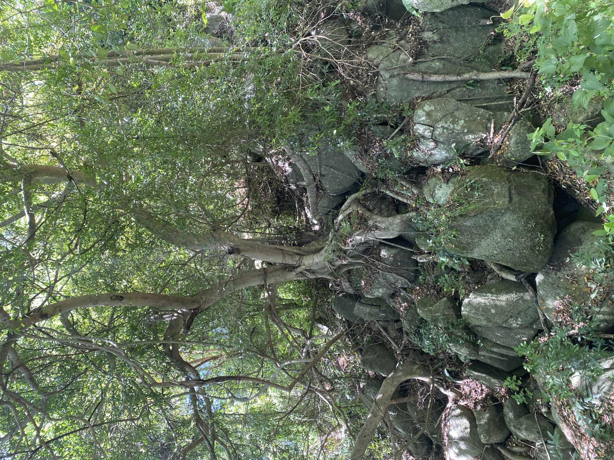 The image depicts a lush, green, tropical environment, possibly a forest or jungle, in Ban Haad Rin, Thailand. Dominating the scene is a tree with intertwining branches and abundant foliage. The tree's roots appear to be growing around and through a stone wall or rocky outcrop. The stone elements are covered in moss and vegetation, indicating a damp, humid environment. The image is slightly overexposed, which adds to the brightness of the scene.