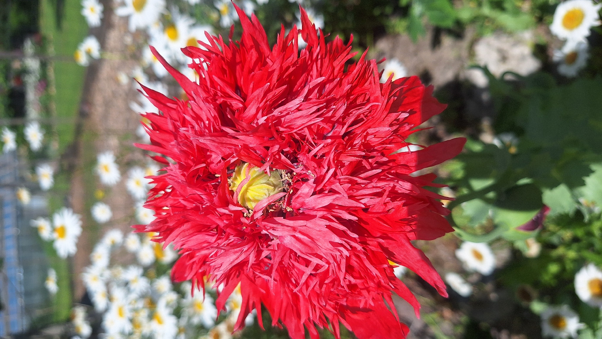 A close-up vertical shot captures a vibrant red, multi-petaled poppy flower as the central subject, with its ruffled petals and a bright yellow center. The flower is in full bloom, its petals fanning outwards. In the background, a garden scene unfolds with numerous white daisies dotted amongst green foliage. The ground appears to be a mix of soil and gravel. The lighting suggests a sunny day. The location is an outdoor garden.