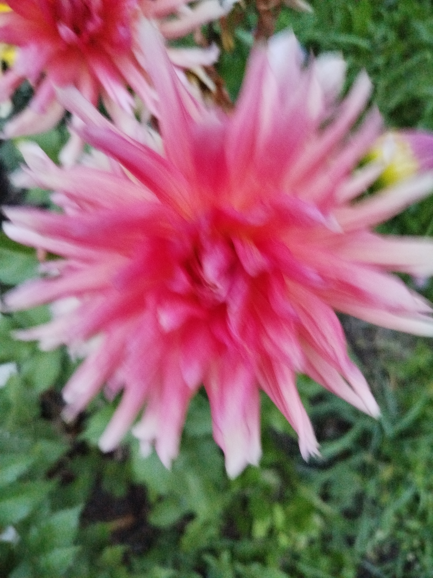 A close-up, blurry photograph captures a bright pink flower with pointed petals against a background of green foliage. The image is heavily blurred, suggesting motion or shallow depth of field, and the focus is on the central part of the flower. The lighting appears soft, and the overall impression is of a vibrant, almost abstract floral subject. The location within the city of Orozbekov, Kyrgyzstan, is not visually discernible from the provided image.