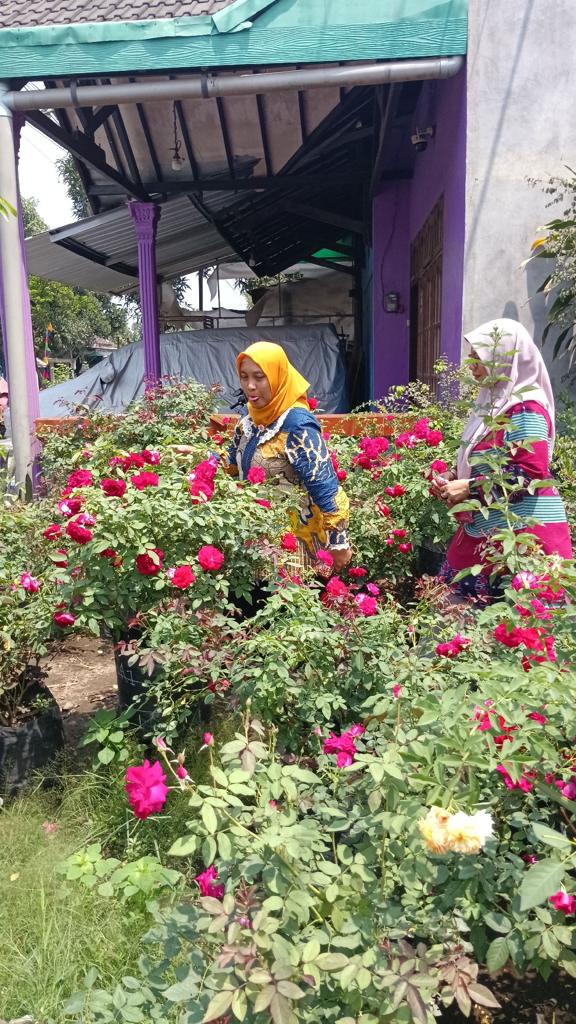 Two Indonesian women, wearing headscarves, are tending to a garden filled with blooming red roses. The woman on the left, wearing a yellow headscarf and a blue and yellow patterned shirt, is leaning over a rose bush. The woman on the right, wearing a light pink headscarf and a striped shirt, is also looking at the roses. The garden appears to be in a residential area, with a purple-colored house visible in the background. The presence of the flowers suggests this is likely a home garden or a small nursery. The scene is set in Kandat, Indonesia.