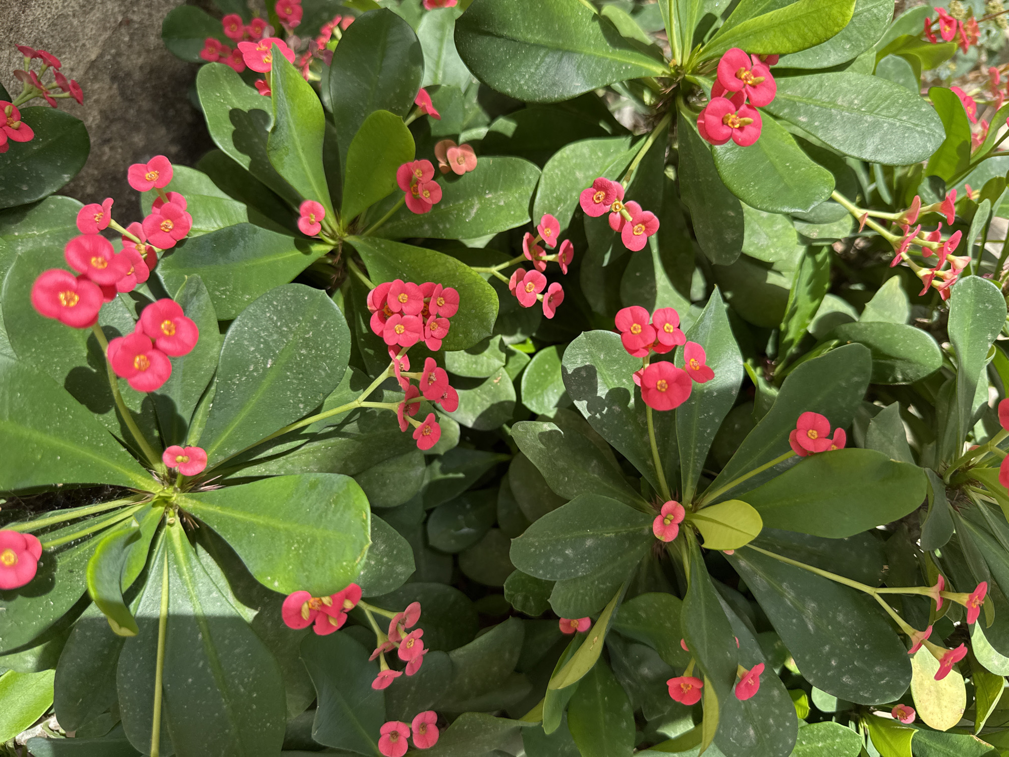 This close-up image showcases a vibrant cluster of flowering plants, likely *Euphorbia milii*, commonly known as Crown of Thorns. The scene is dominated by numerous small, bright red-pink flowers, which are actually colorful bracts, each with a tiny yellow center, blooming abundantly among glossy, dark green, oval-shaped leaves.
The plants are lush and healthy, filling the entire frame with foliage and blossoms. Strong, direct sunlight illuminates the scene, casting distinct shadows from upper leaves onto those below, indicating a bright, sunny day. The light highlights the texture of the leaves and the vivid color of the flowers. No people, animals, or man-made objects are visible, keeping the focus entirely on the natural botanical display. The activity depicted is simply the flourishing and blooming of the plants. Given the location context, this represents common flora thriving in Abuja, Nigeria, under favorable weather conditions. There is no visible text in the image.