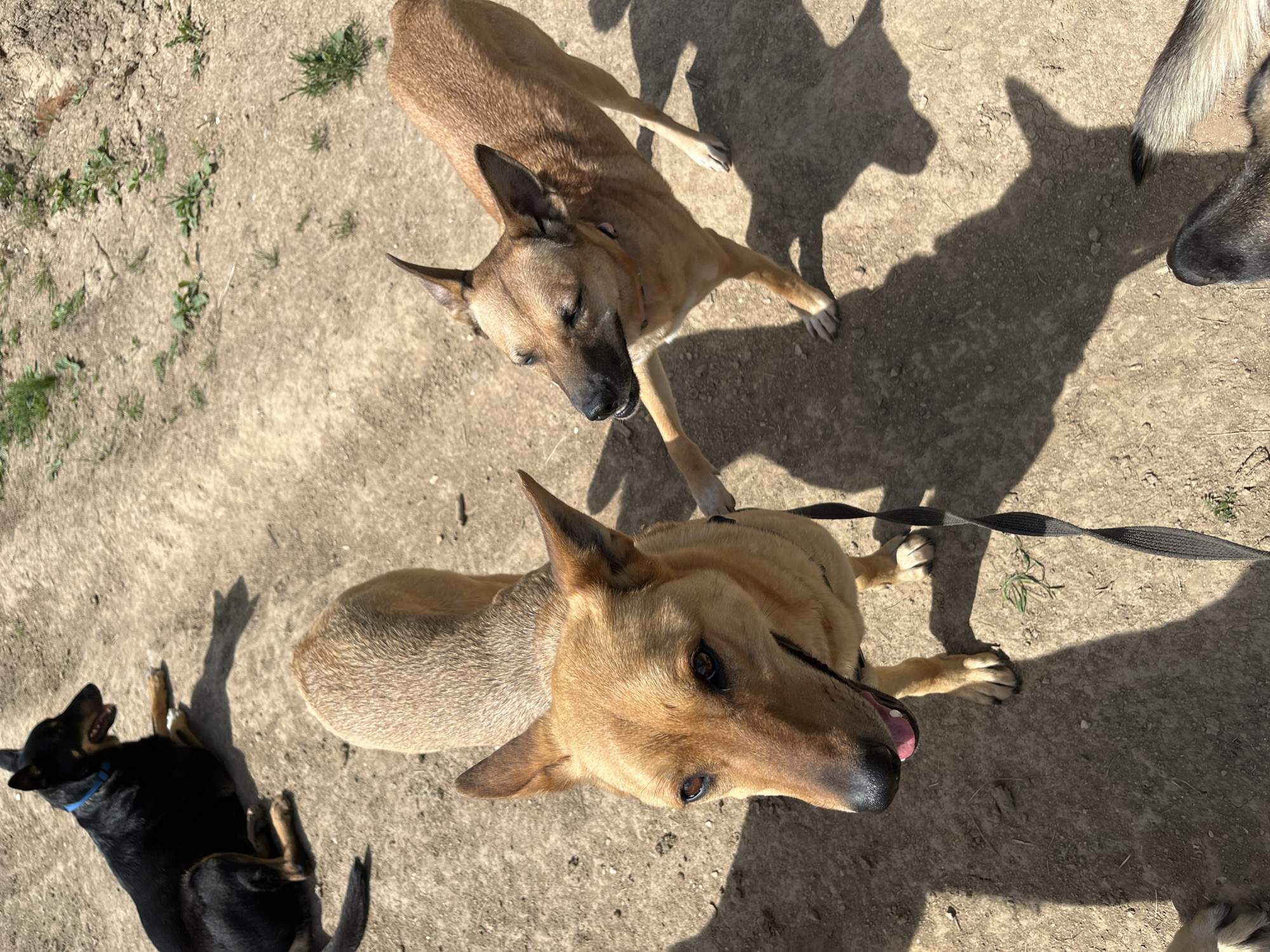 The image shows an outdoor scene with four dogs on a dirt surface with sparse vegetation. Two of the dogs are light brown and standing. A black dog with a blue collar is lying on its back. Part of a gray dog is visible in the upper right corner. A black leash is present. The location is not specified and there is no indication of Nizhny Tagil, Russia.