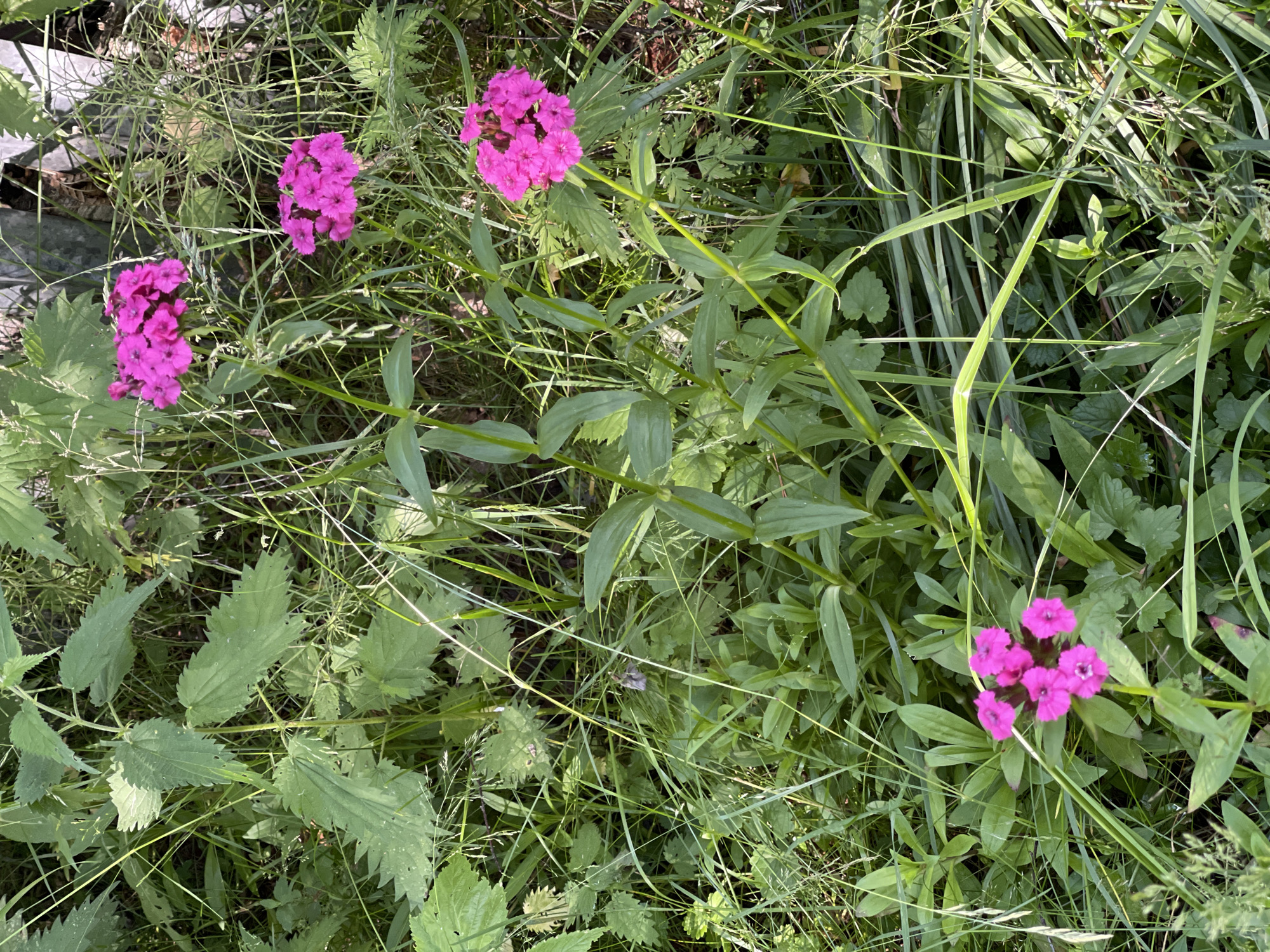 A top-down, medium shot shows a cluster of vibrant pink flowers nestled amongst lush green foliage. Four distinct flower clusters are visible, each a bright magenta hue and composed of delicate, ruffled petals. The flowers are surrounded by a variety of leaves, some broad and serrated, others long and slender, indicative of a natural, overgrown setting. Thin blades of grass weave through the scene, catching the sunlight. In the upper left corner, a glimpse of a wooden structure, possibly a fence or deck railing, suggests a man-made element within the wilder landscape. The overall impression is one of a sunny day in a natural environment, likely in a rural or garden area. The image is devoid of any visible text. The setting is consistent with a location in Zarechny, Russia.