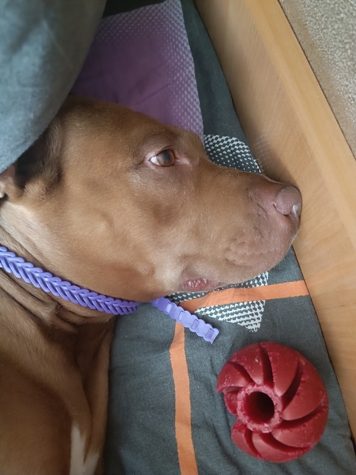A close-up, high-angle shot captures a light brown pit bull dog resting on a bed with a red chew toy. The dog is partially covered by a grey blanket and a purple pillow. The dog is lying on its side, facing right, with its head resting on a grey and orange striped blanket. A purple braided collar is around the dog's neck. The red chew toy is circular with grooved edges, and appears to be made of a rubbery material. The dog's eye is visible and appears to be open. The scene is indoors, with the bed positioned next to a light brown wooden surface. The lighting is natural and appears to be coming from the right side of the image.