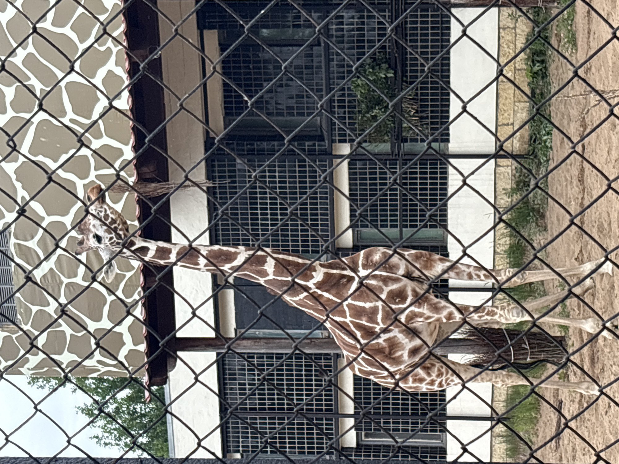 A giraffe is standing behind a wire fence in a zoo enclosure. The giraffe has brown and white patches on its body and is eating some hay that is hanging from a structure above it. The enclosure has a sandy ground and some vegetation. In the background, there is a building with windows that are covered with a grate. The building's exterior is decorated with a giraffe pattern. The sky is overcast.