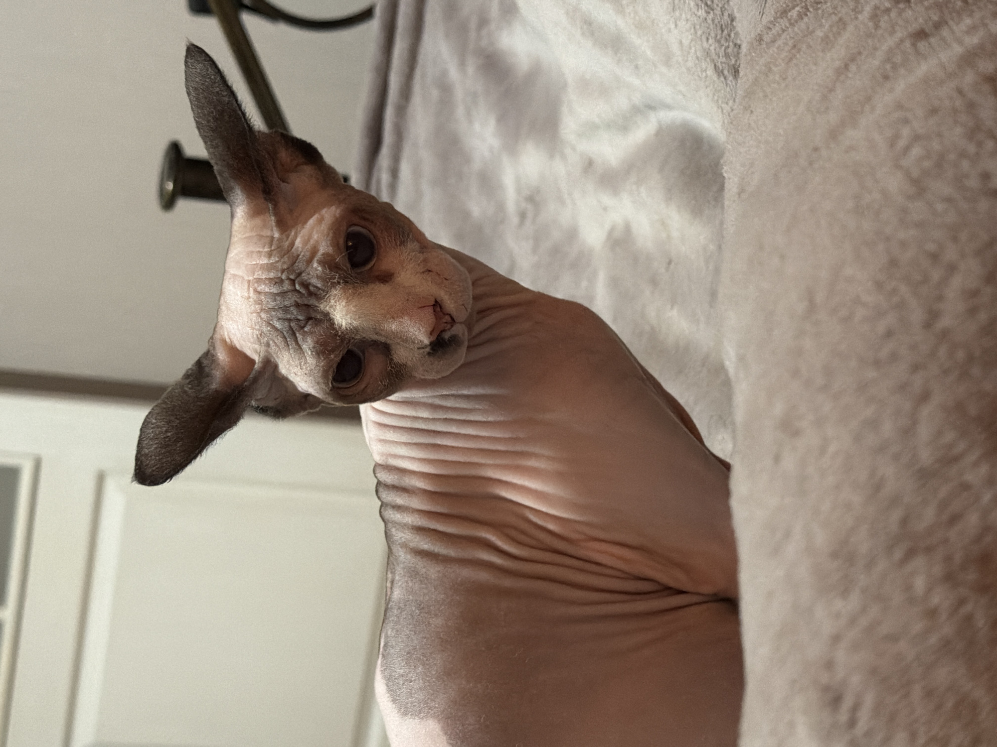 A close-up, waist-up shot captures a hairless Sphynx cat sitting on a light pink, fuzzy blanket in a dimly lit room. The cat, with its wrinkled pink skin and large ears, is looking directly at the camera with dark, round eyes and a small nose. Its body is positioned to the left of the frame, with its head angled slightly towards the right. The background is out of focus, showing what appears to be a white closet door and a hint of a dark metal object, possibly a bed frame. The lighting is soft, creating shadows on the cat's skin and highlighting its unique features.