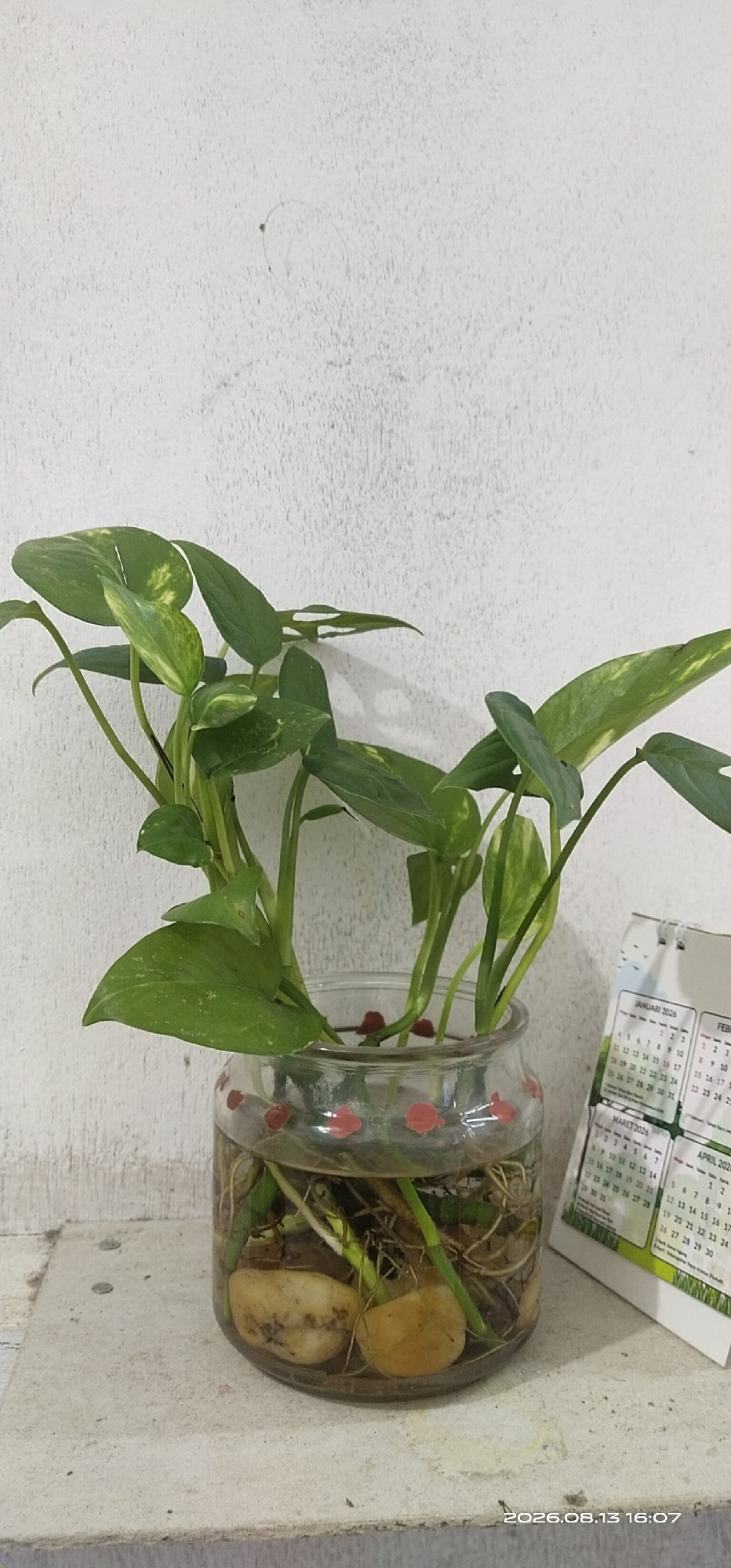 A close-up, eye-level shot captures a potted plant in a glass jar. The plant, with its large green leaves and trailing vines, sits in water with visible roots and submerged stones. The jar is decorated with small red petal-like shapes around its rim. To the right of the jar, a multi-page calendar is propped up, displaying months of 2026. The background consists of a textured, white wall. The scene is set on a textured surface, possibly a windowsill or shelf. The lighting is dim, and a timestamp is visible in the bottom right corner: "2026.08.13 16:07". This image is located in Tamiang Layang, Indonesia.