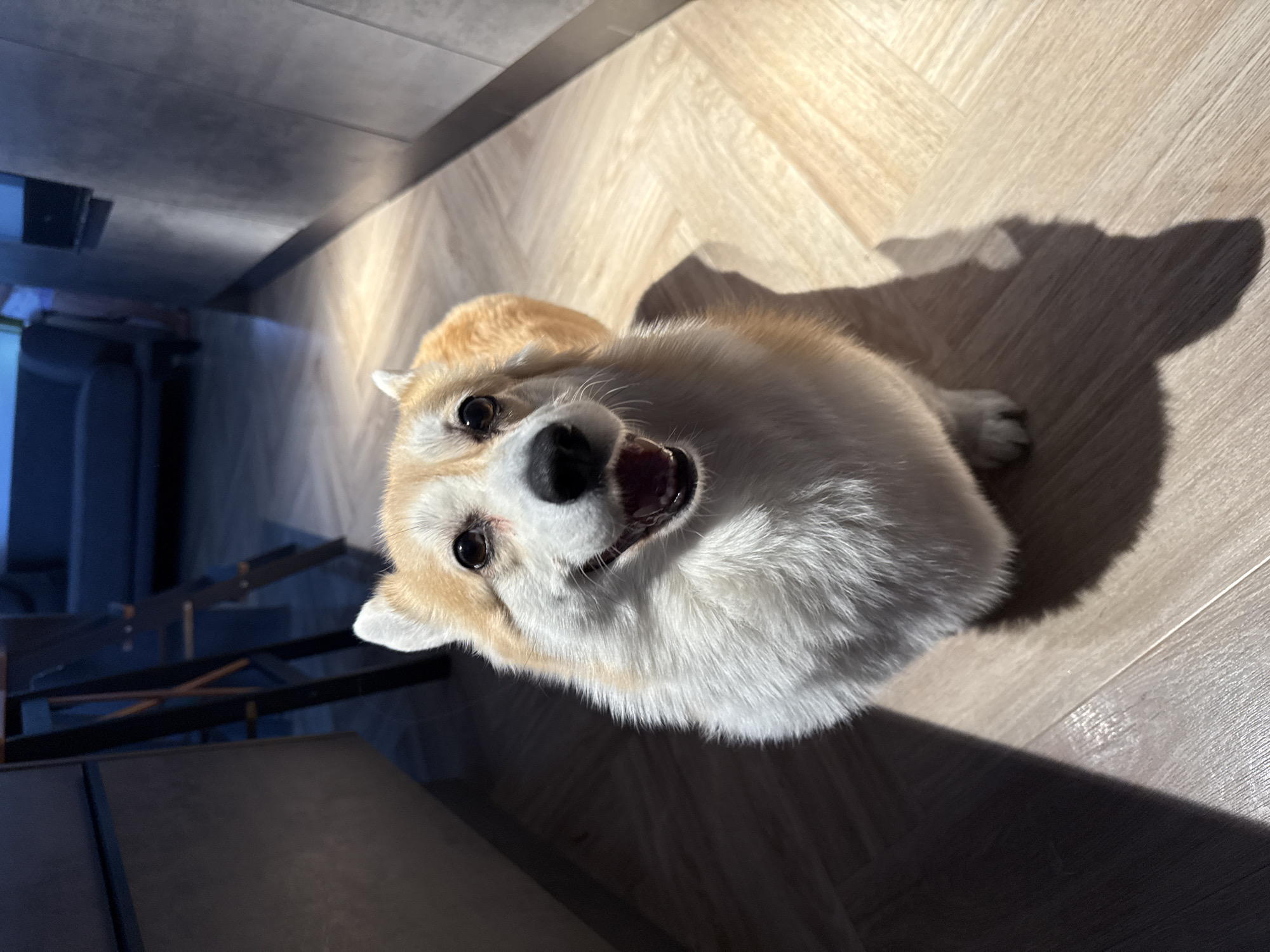 A tan and white corgi dog is seen from above, tilting its head and looking up with an open mouth. The dog is on a wooden floor, with sunlight casting a shadow behind it. In the background, a glimpse of a dimly lit room reveals furniture. There is no indication of the city of Krasnoyarsk, Russia.