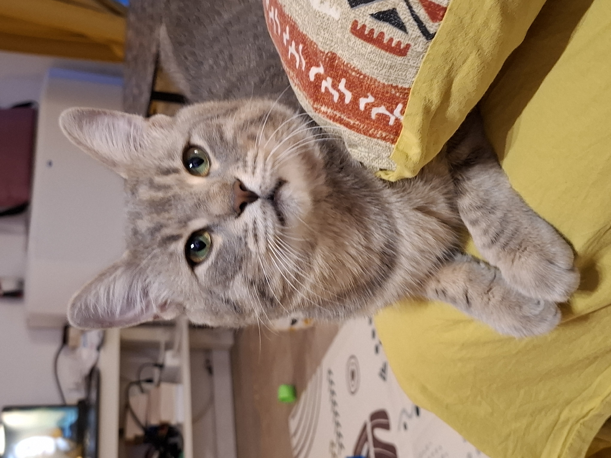 A close-up, eye-level shot shows a gray tabby cat with green eyes. The cat is lying down on a yellow fabric, with its paws resting on a pillow that features an orange, black, and white geometric pattern. The cat's head is turned towards the viewer, and its mouth is slightly open. In the background, out of focus, are shelves with various items, a television, and a yellow curtain. The floor is partially visible, with a light-colored rug and a small green toy. The overall scene appears to be an indoor setting, likely a living room. The location in Zemun Urban Municipality, Serbia, is not discernible from the image itself.