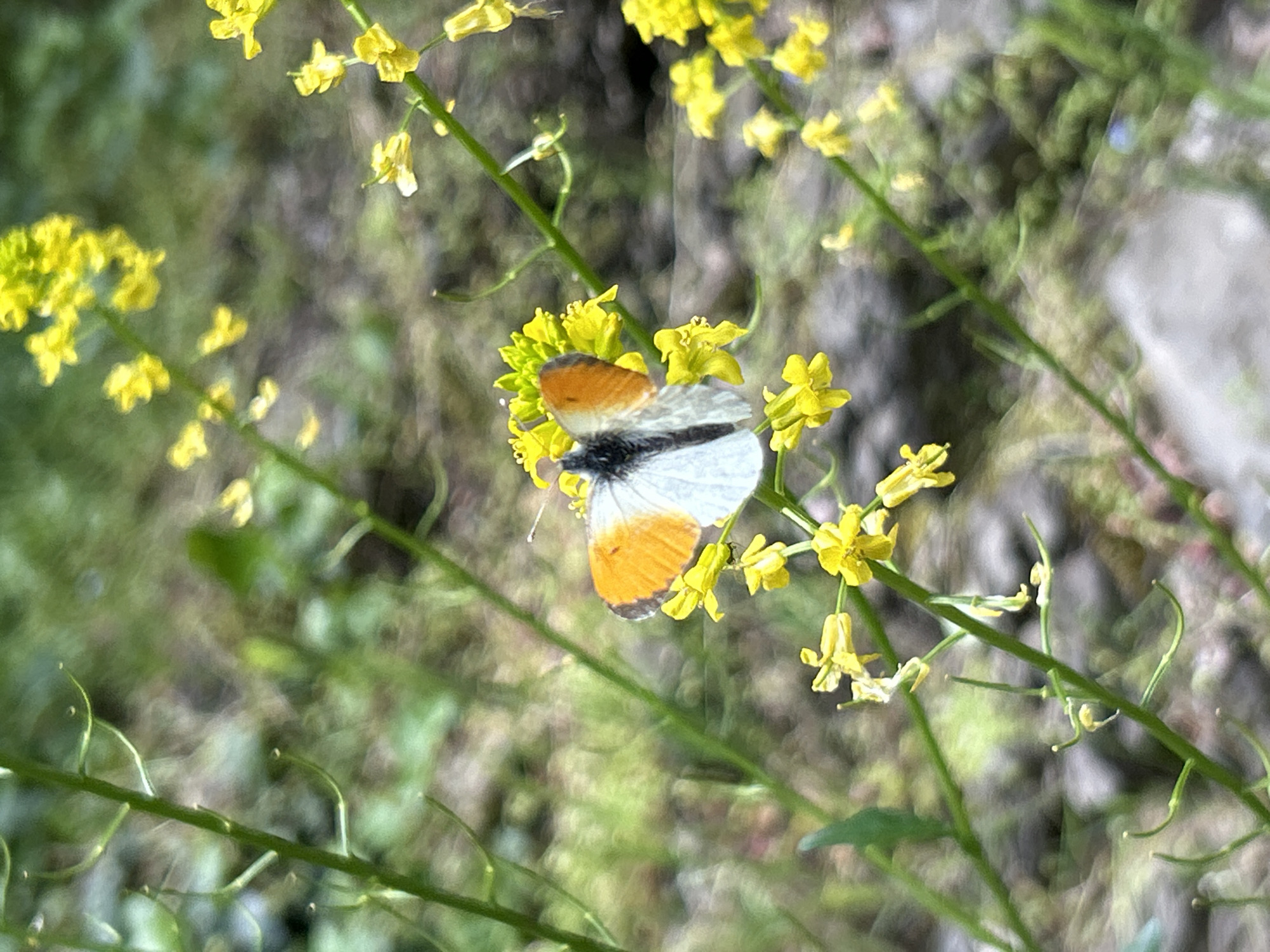 A butterfly with white and black wings with orange tips is perched on a cluster of small yellow flowers. The flowers grow on thin green stems, which are part of a larger, blurred background of green vegetation. The scene is brightly lit, likely outdoors during the daytime. The location is unknown.