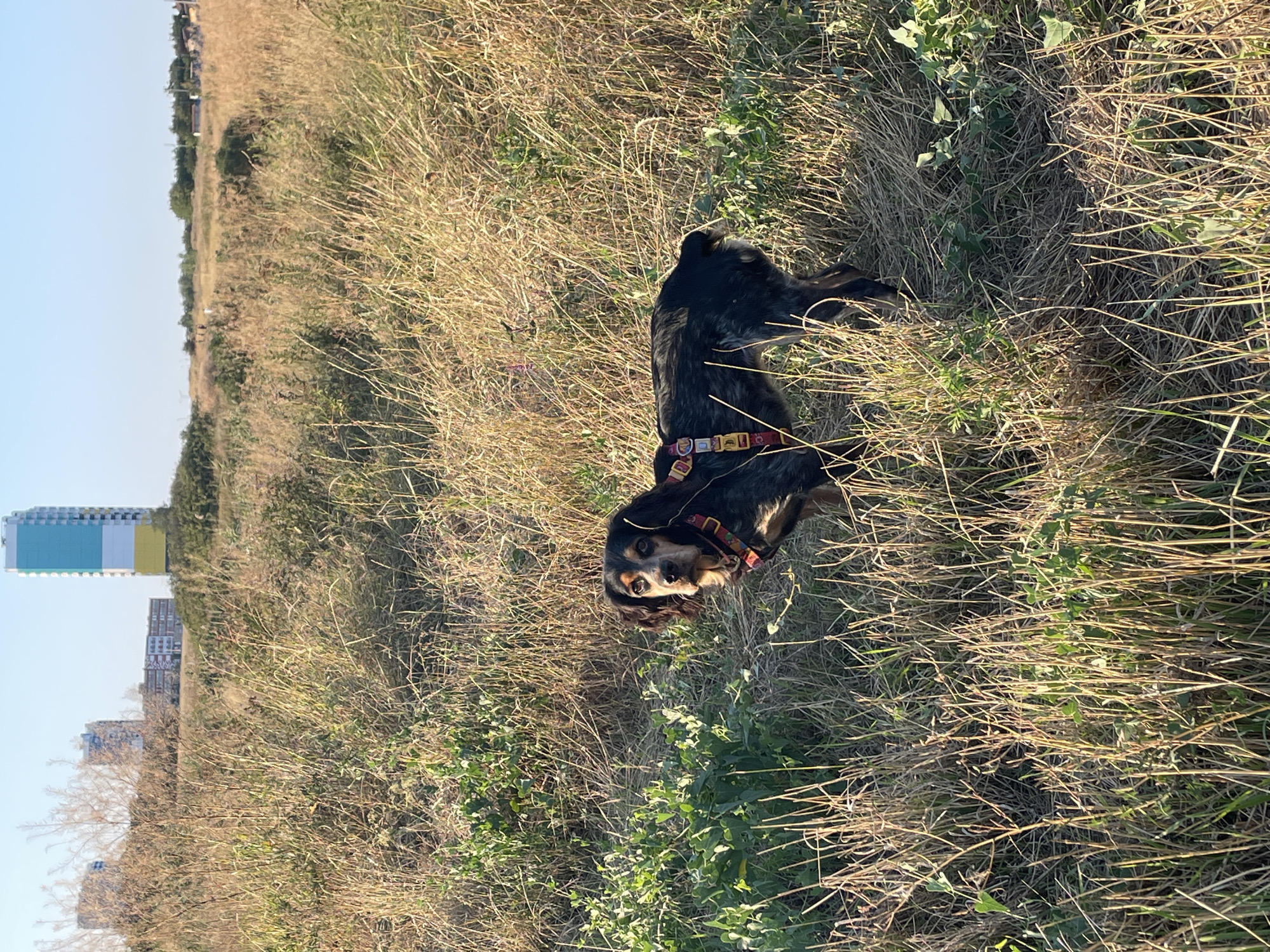 A medium-sized dog with black and tan fur, wearing a red and yellow harness, stands in dry, tall grass. In the background, there are several modern buildings, including a tall, multi-colored skyscraper. The sky is clear and blue. The scene appears to be an urban fringe area, possibly a park or undeveloped land within Rostov-on-Don, Russia.